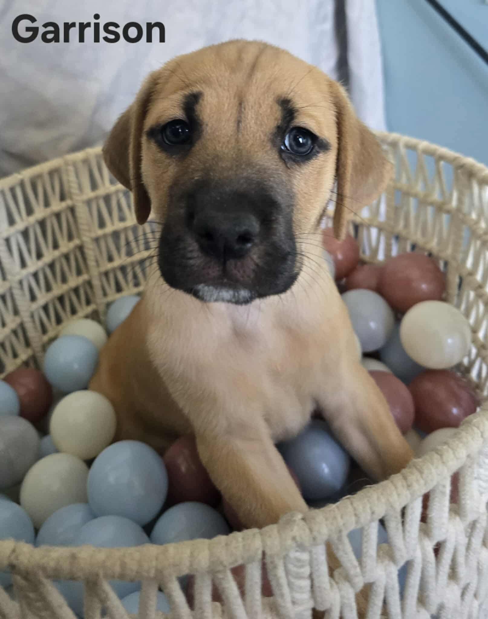 Enlarge Litter of puppies - Garrison, a Adopted mixed breed in SHADE GAP, PA image 2/3