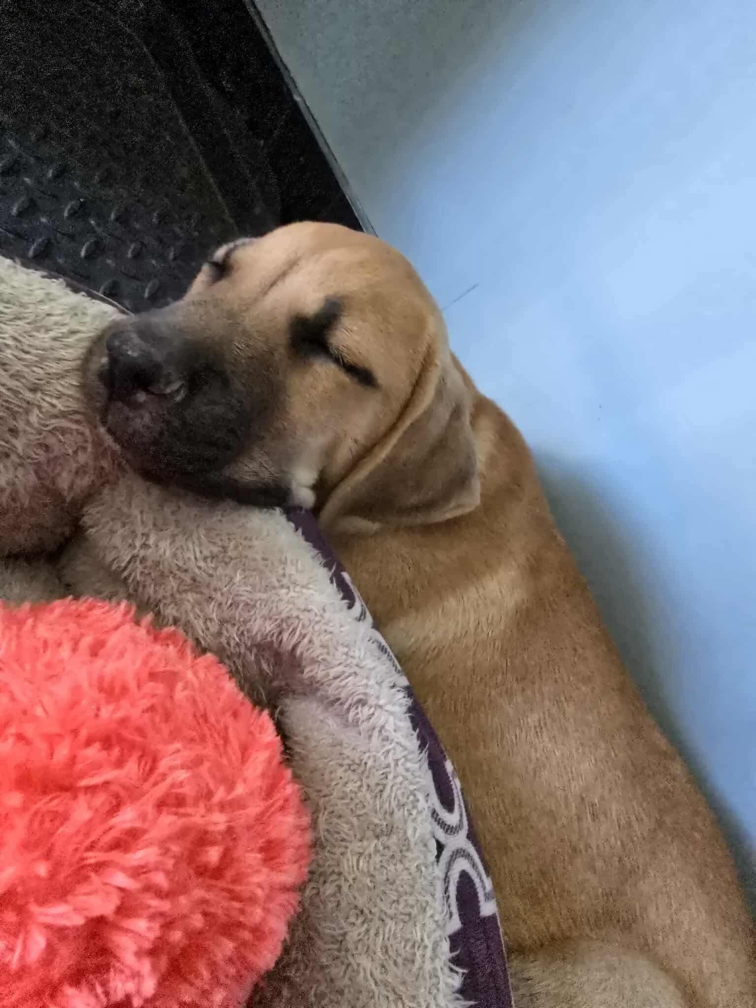 Enlarge Litter of puppies - Garrison, a Adopted mixed breed in SHADE GAP, PA image 3/3