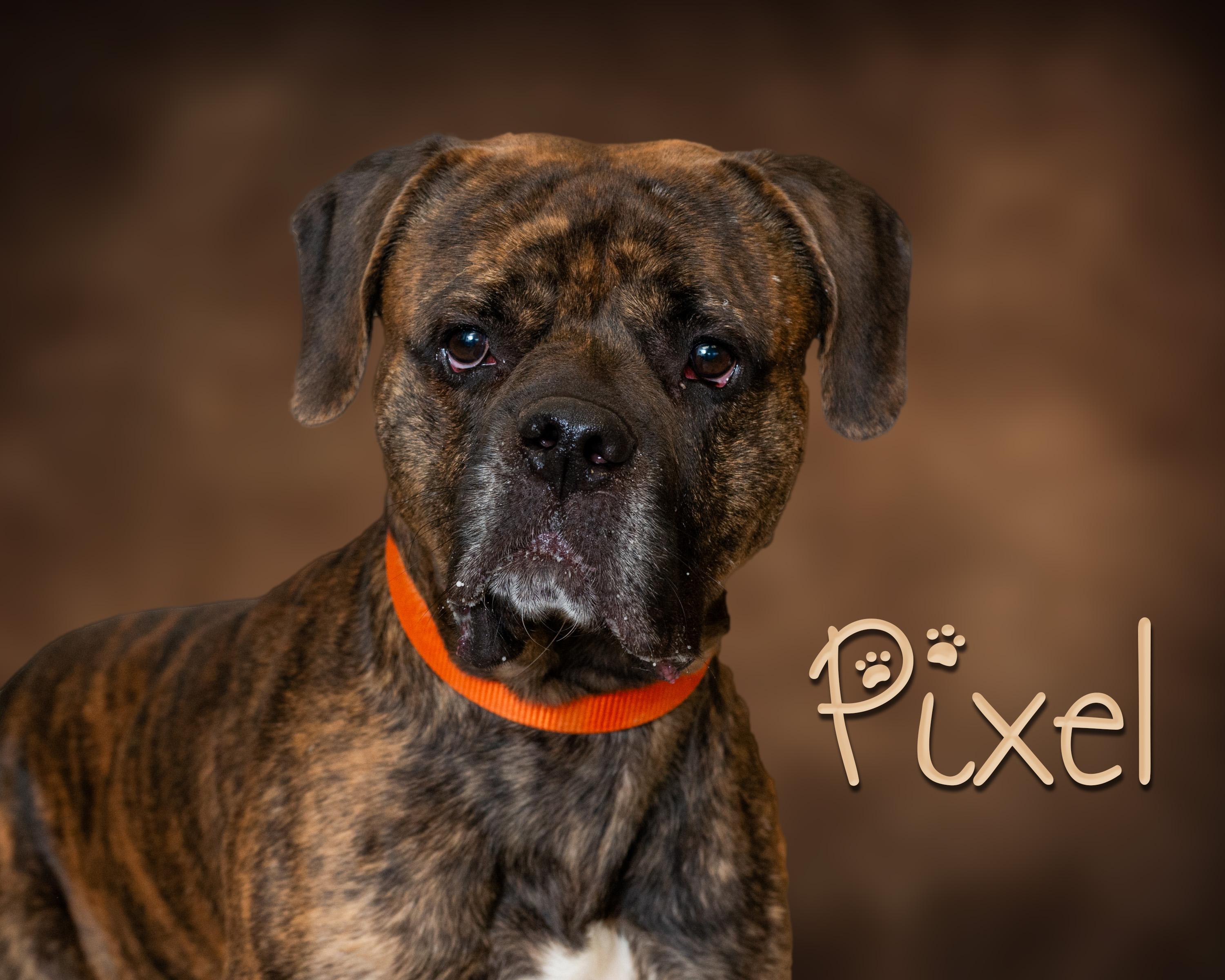 Pixel, Adoptable, Adult Male Pit Bull Terrier & Mastiff.