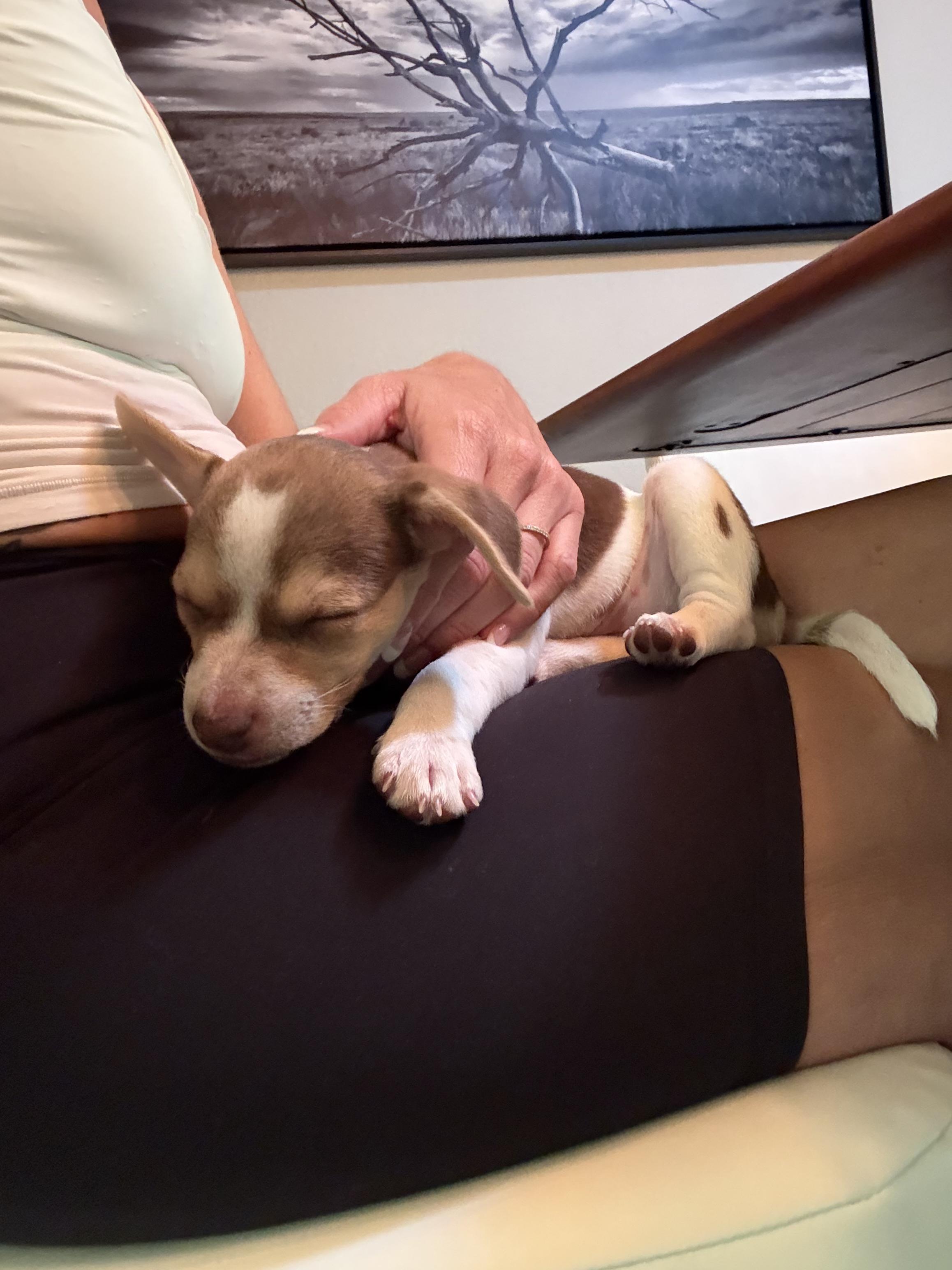 Enlarge Simon, a Adopted mixed breed in Penryn, CA image 3/5