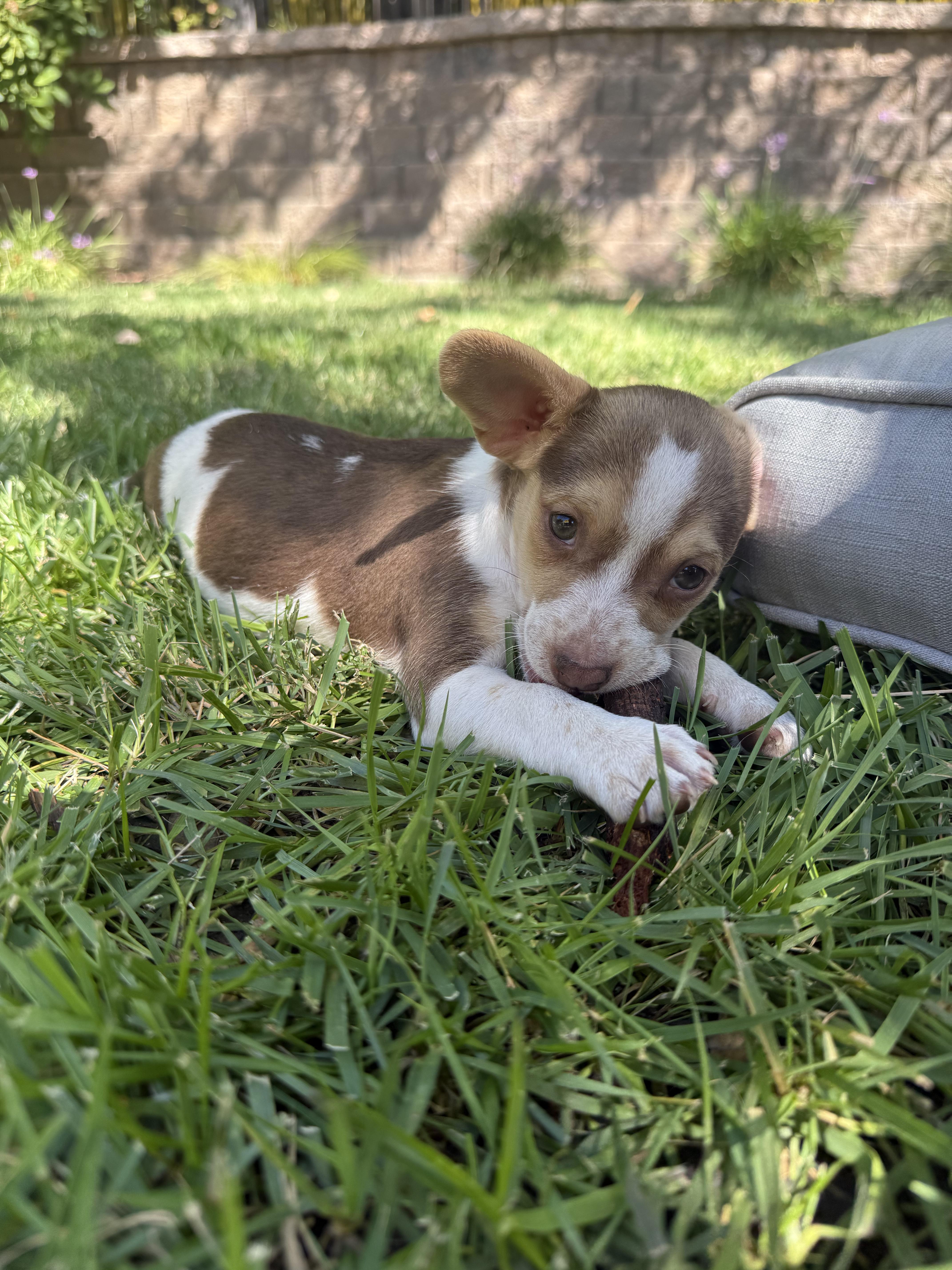 Enlarge Simon, a Adopted mixed breed in Penryn, CA image 1/5