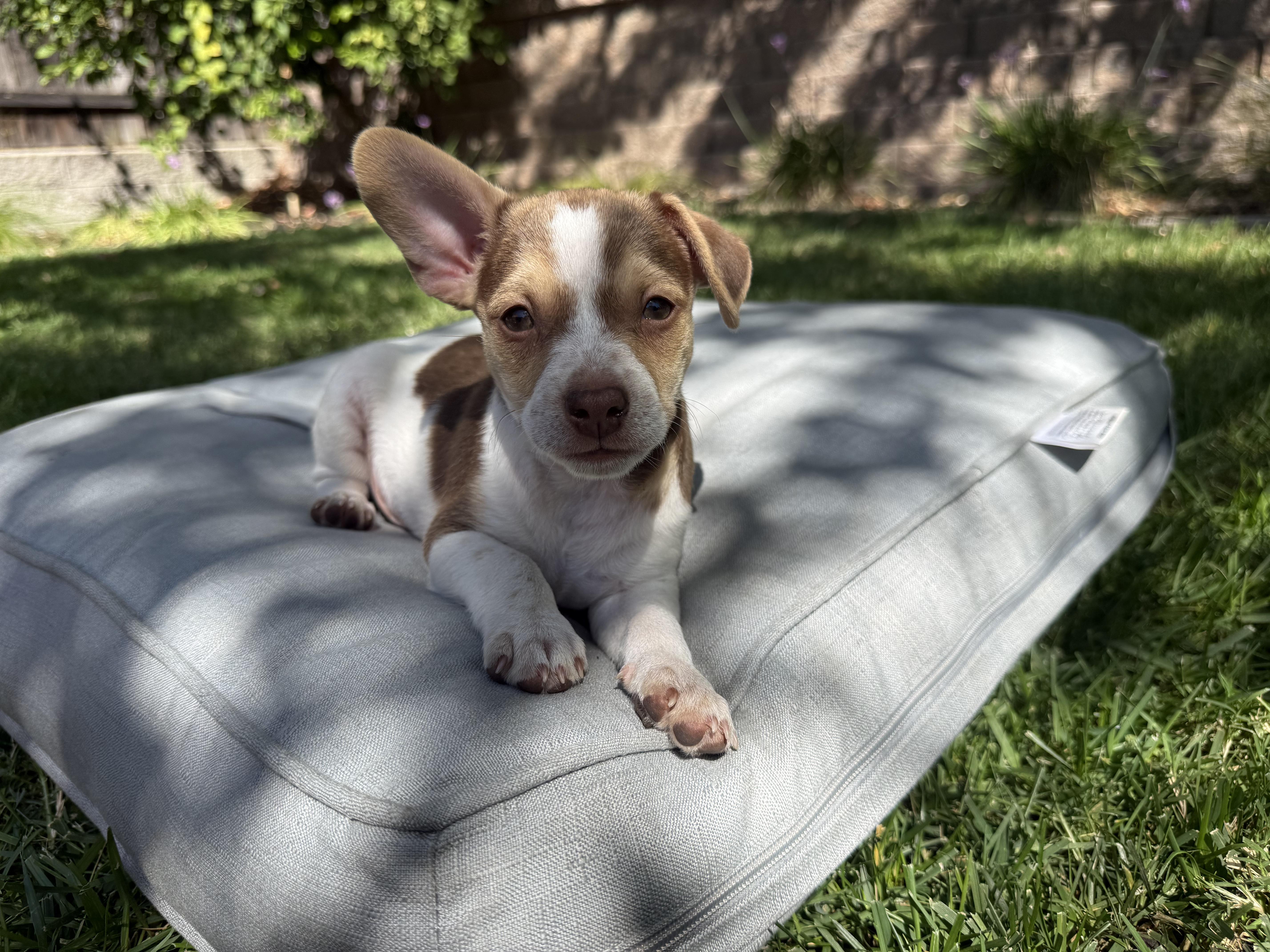 Enlarge Simon, a Adopted mixed breed in Penryn, CA image 2/5