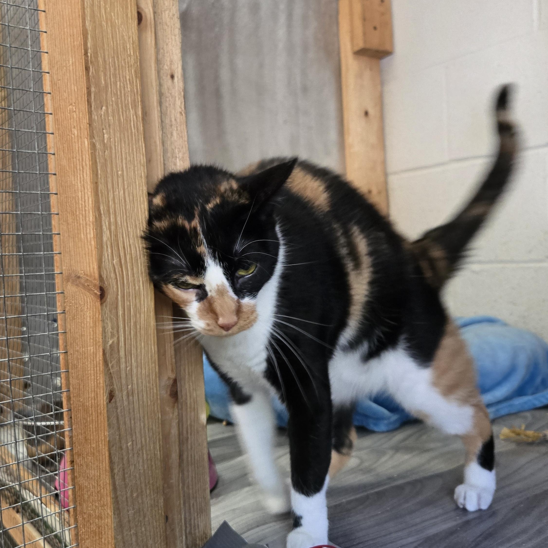 Enlarge Faith, a Adoptable Calico in Shippenville, PA image 2/5