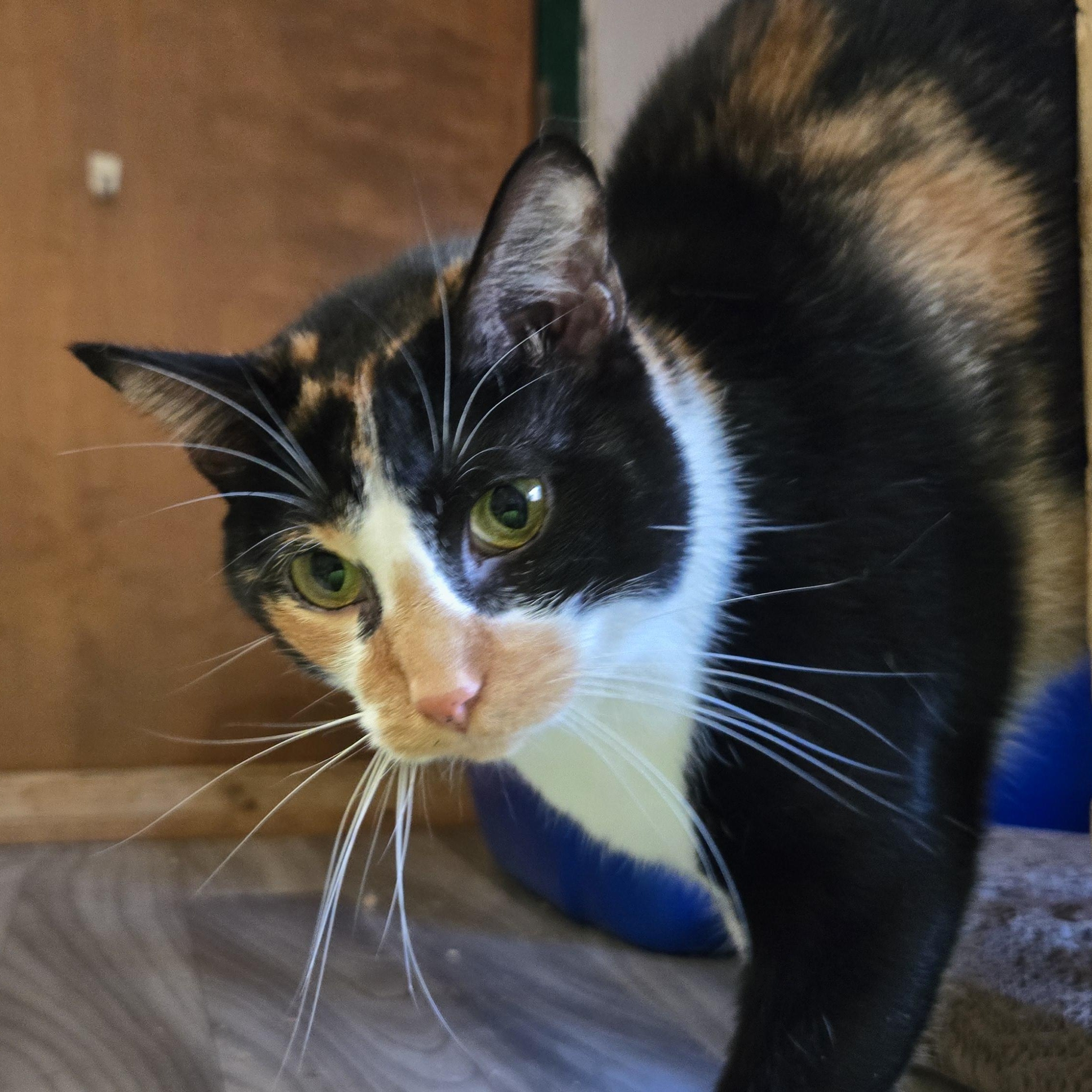 Enlarge Faith, a Adoptable Calico in Shippenville, PA image 4/5