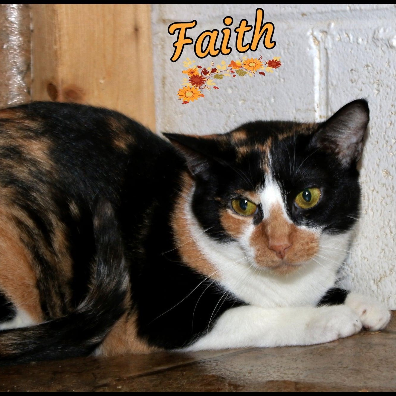 Faith, ADOPTABLE, Adult Female Calico.