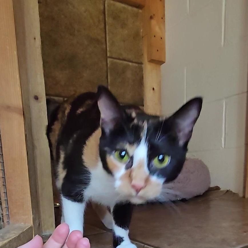 Faith, a ADOPTABLE Calico in Shippenville, PA image 2/3