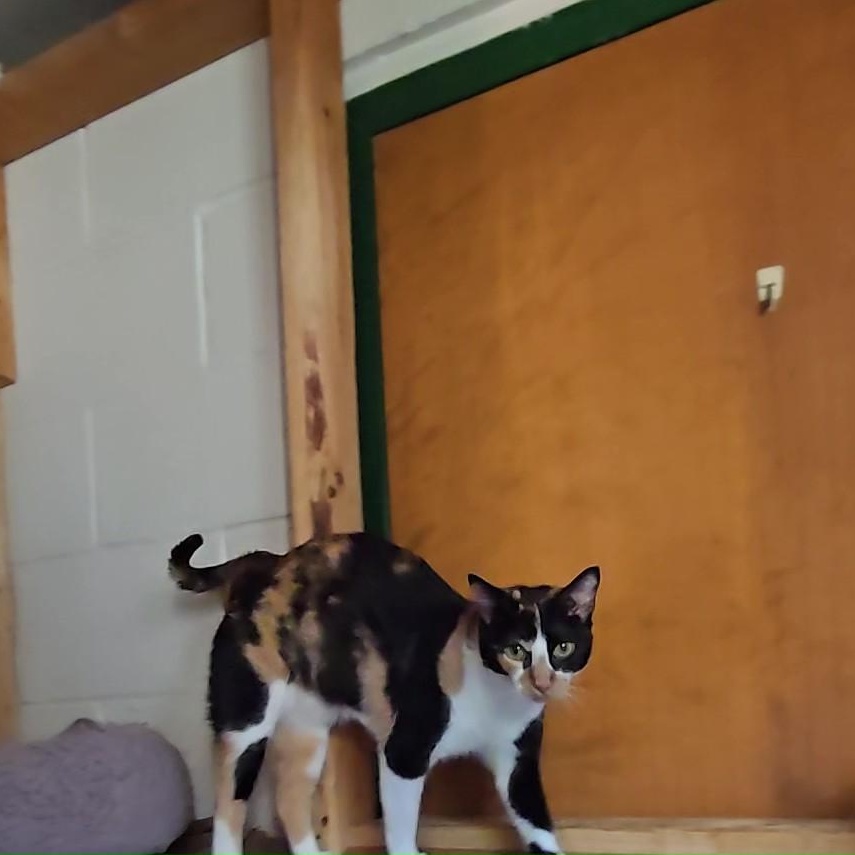 Faith, a ADOPTABLE Calico in Shippenville, PA image 3/3