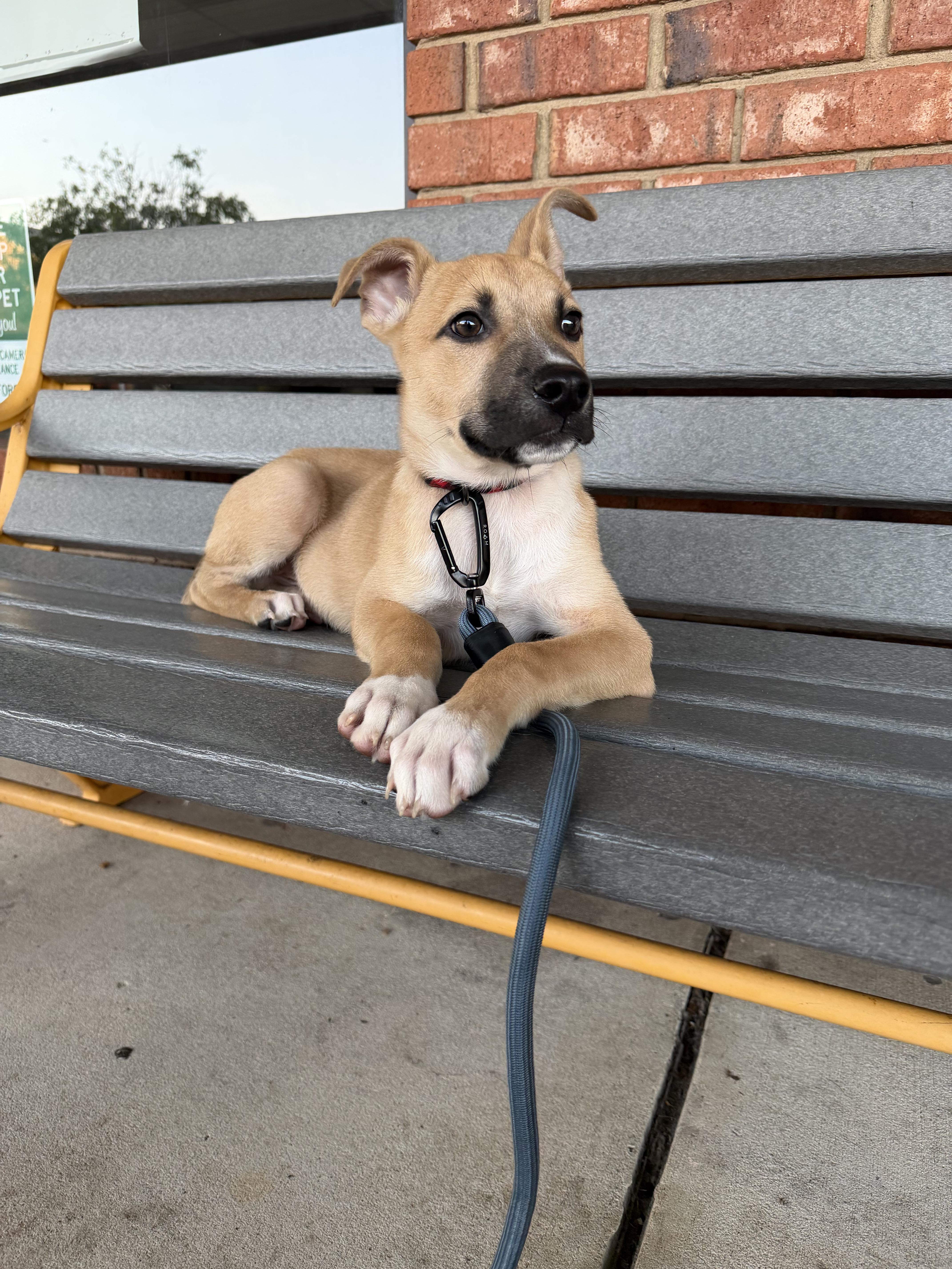 Boone, ADOPTABLE, Puppy Male Shepherd.