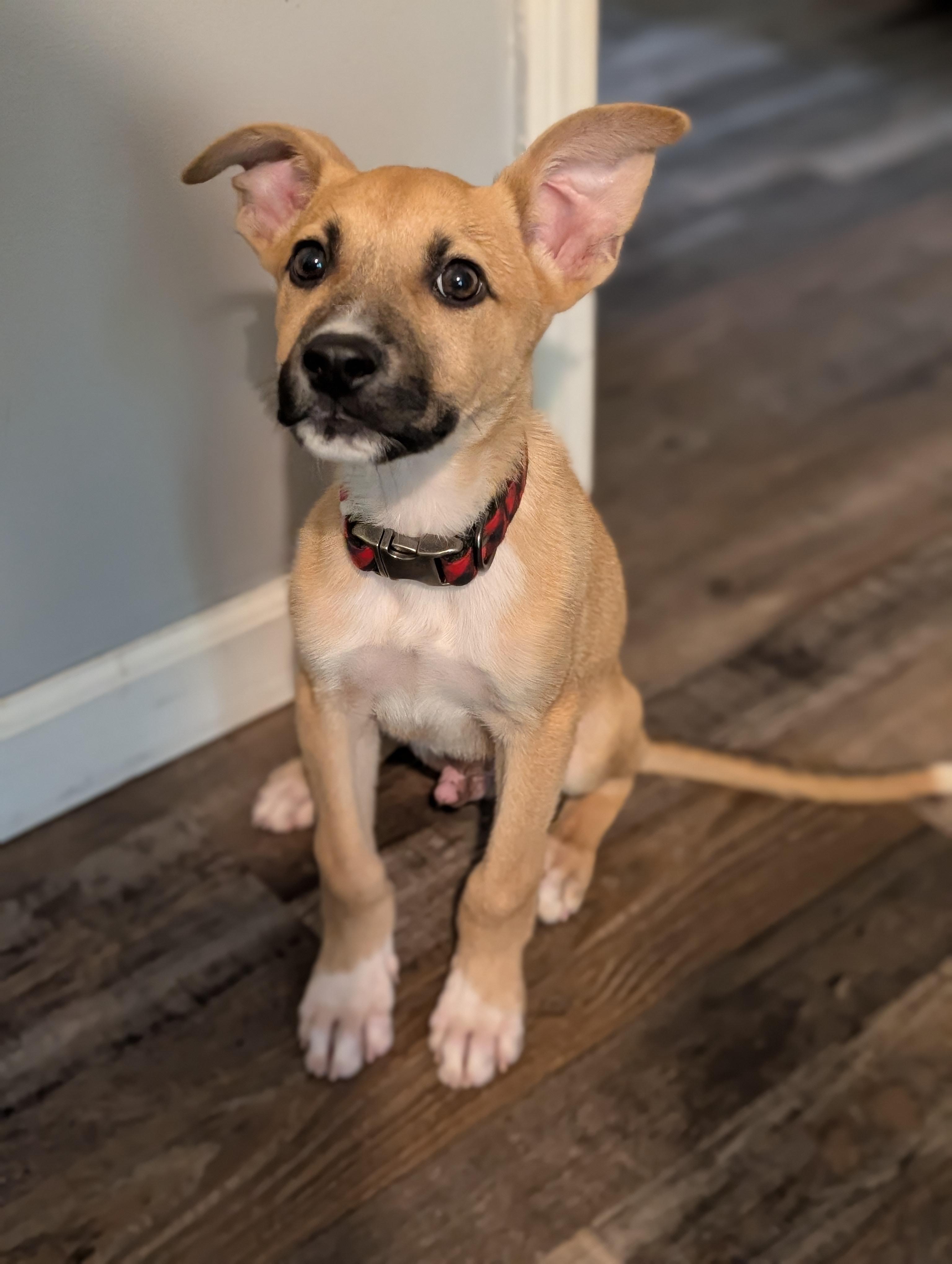 Boone, a ADOPTABLE mixed breed in Bloomingdale, GA image 3/6