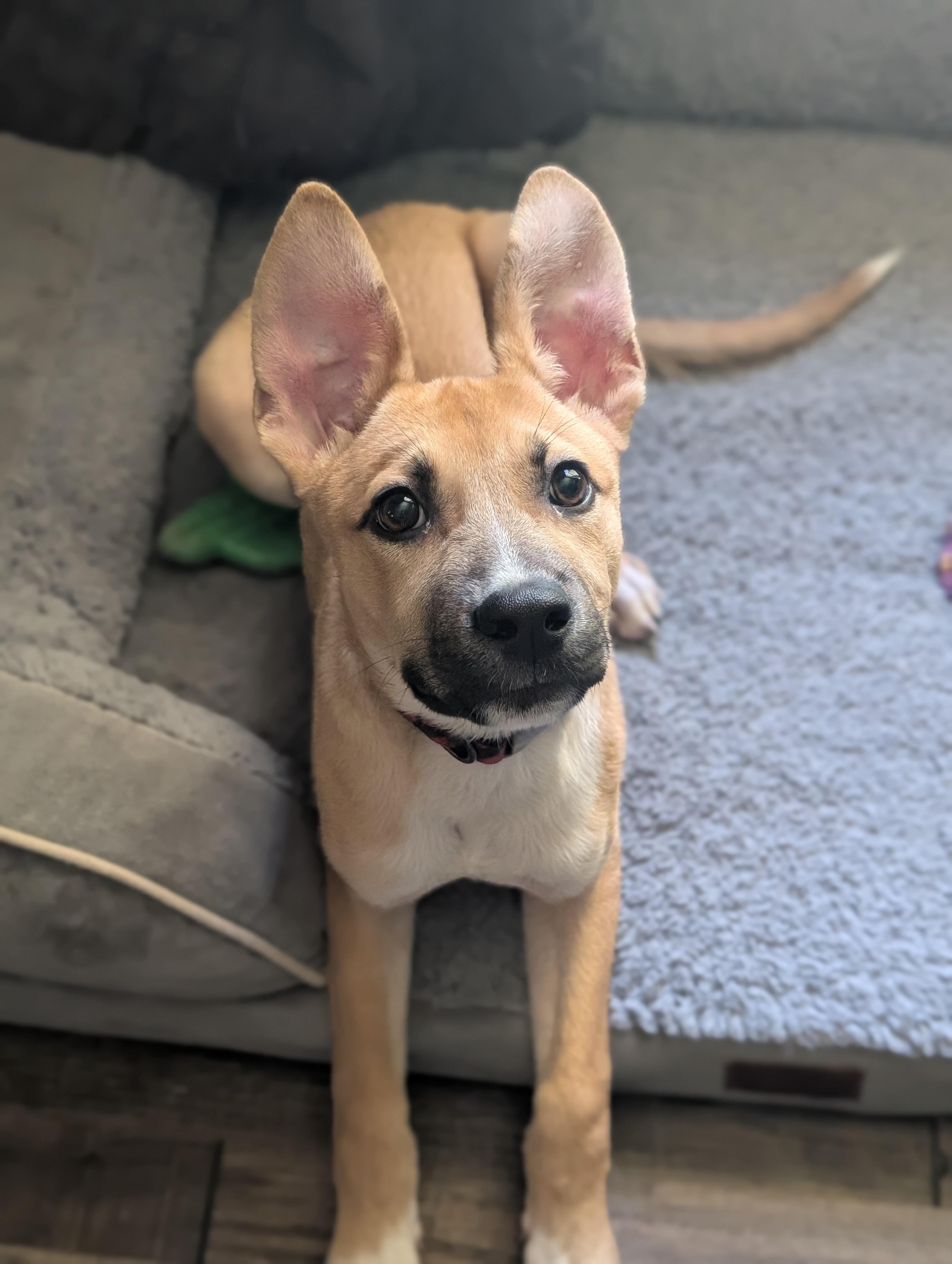 Enlarge Boone, a ADOPTABLE mixed breed in Bloomingdale, GA image 1/6