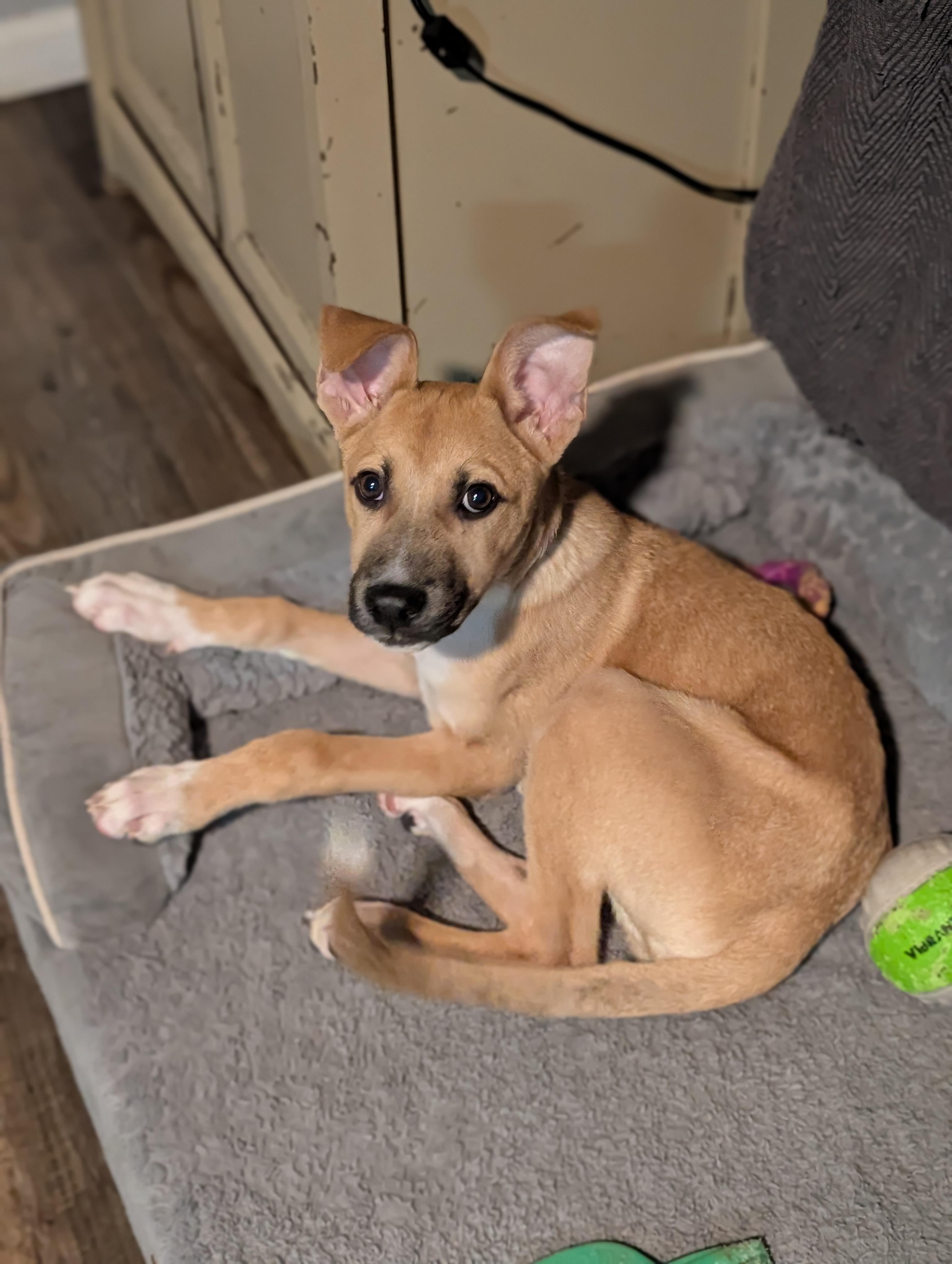 Enlarge Boone, a Adoptable mixed breed in Bloomingdale, GA image 6/6