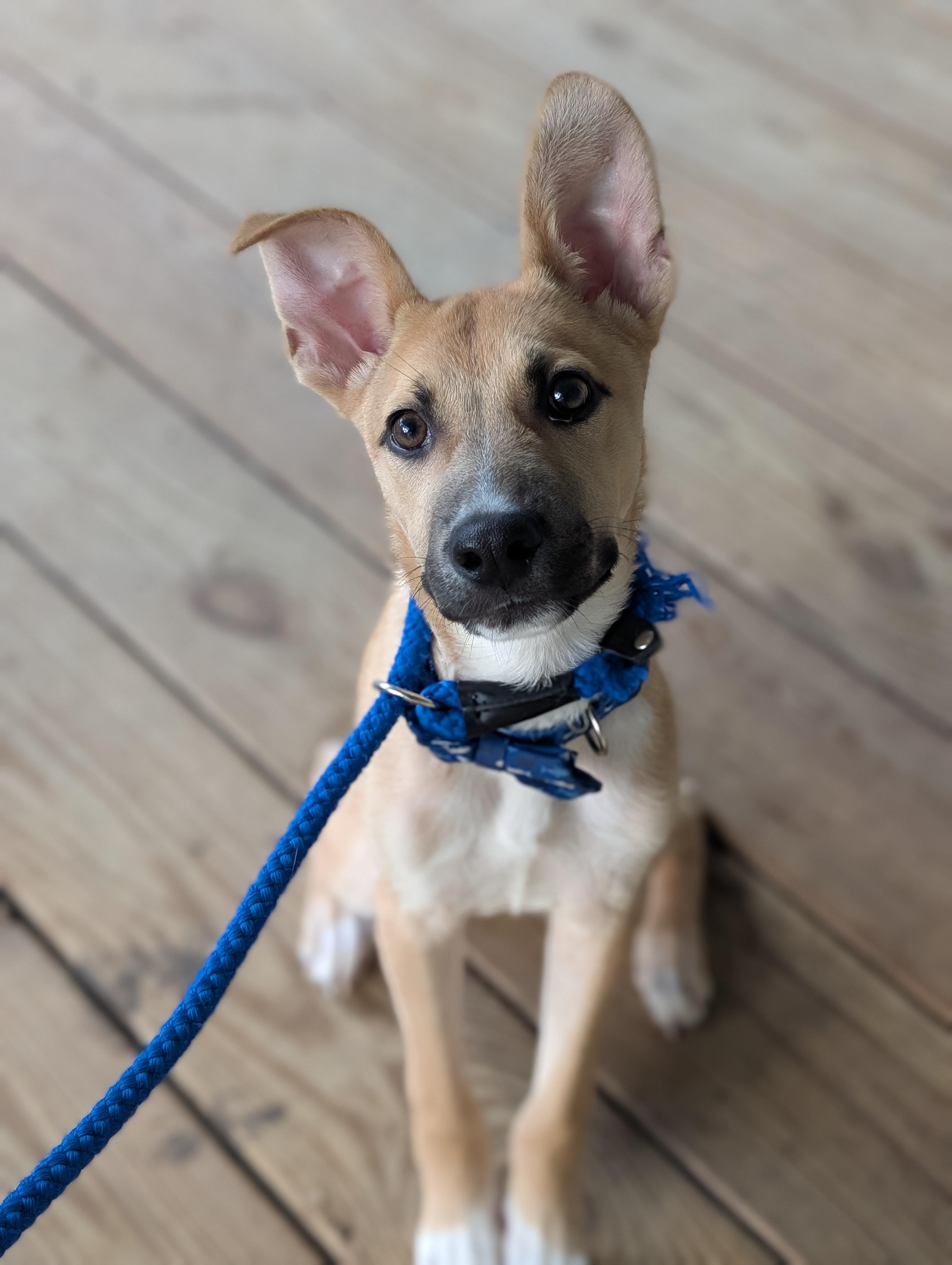 Enlarge Boone, a Adoptable mixed breed in Bloomingdale, GA image 5/6