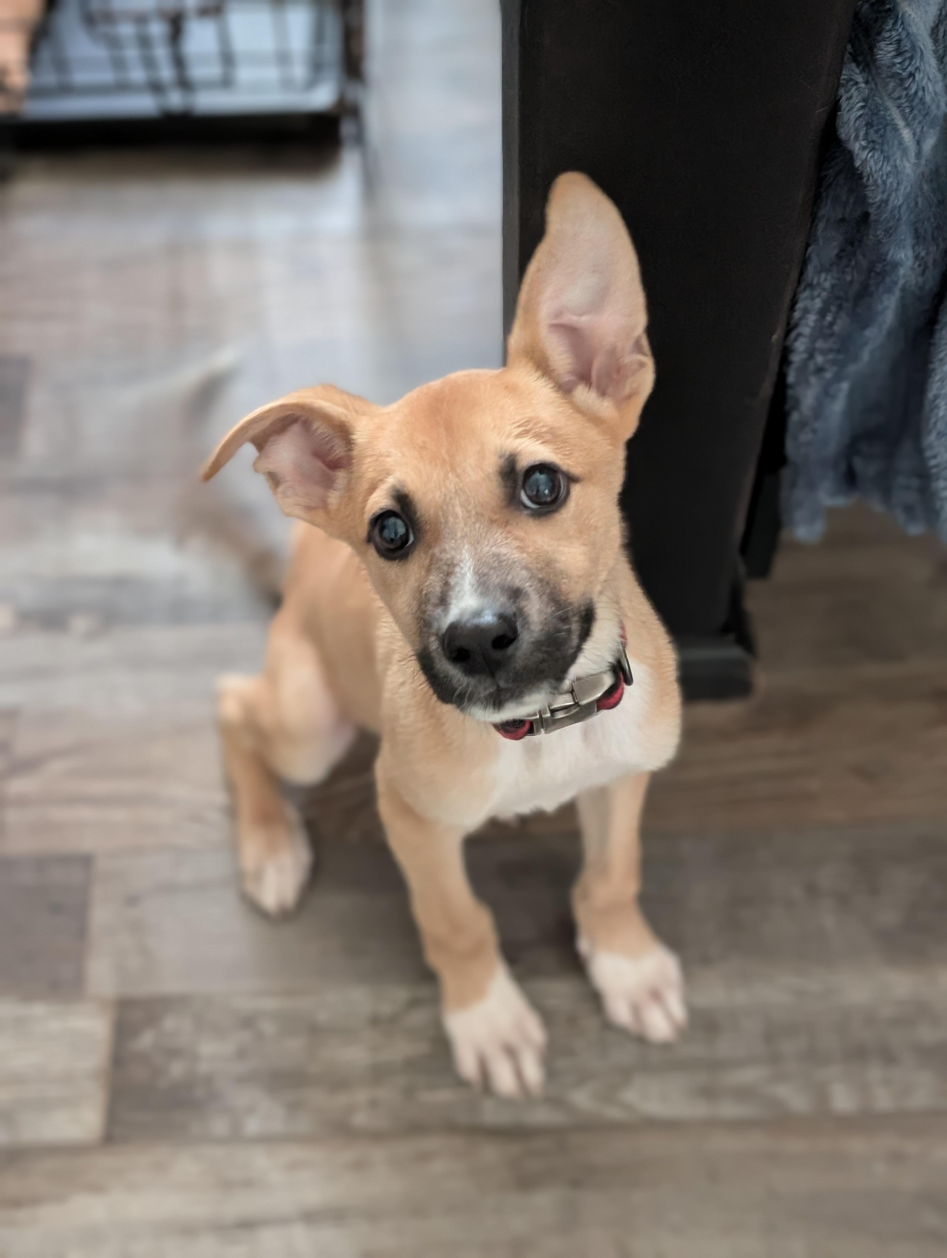Boone, a ADOPTABLE mixed breed in Bloomingdale, GA image 2/6