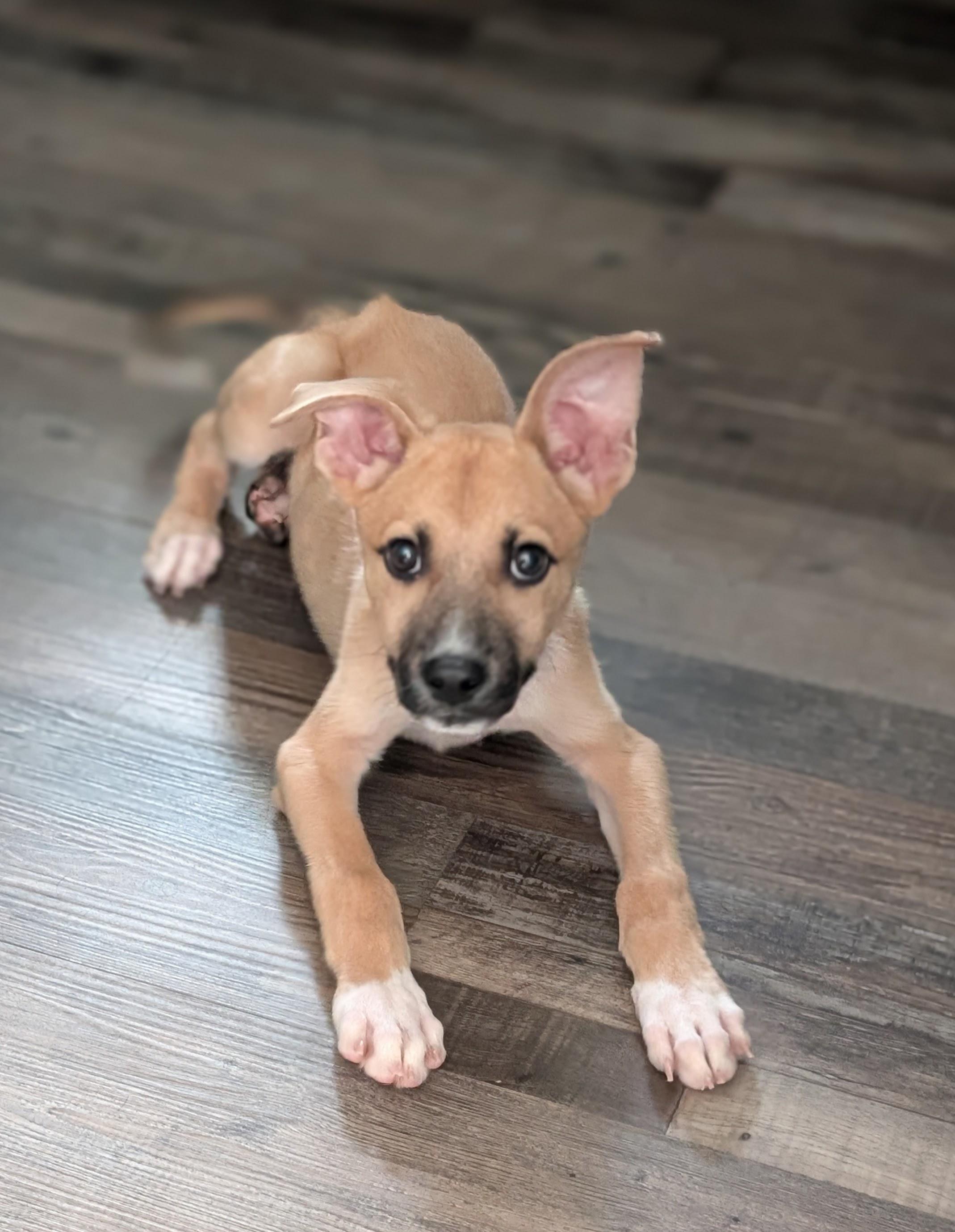 Boone, a ADOPTABLE mixed breed in Bloomingdale, GA image 4/6