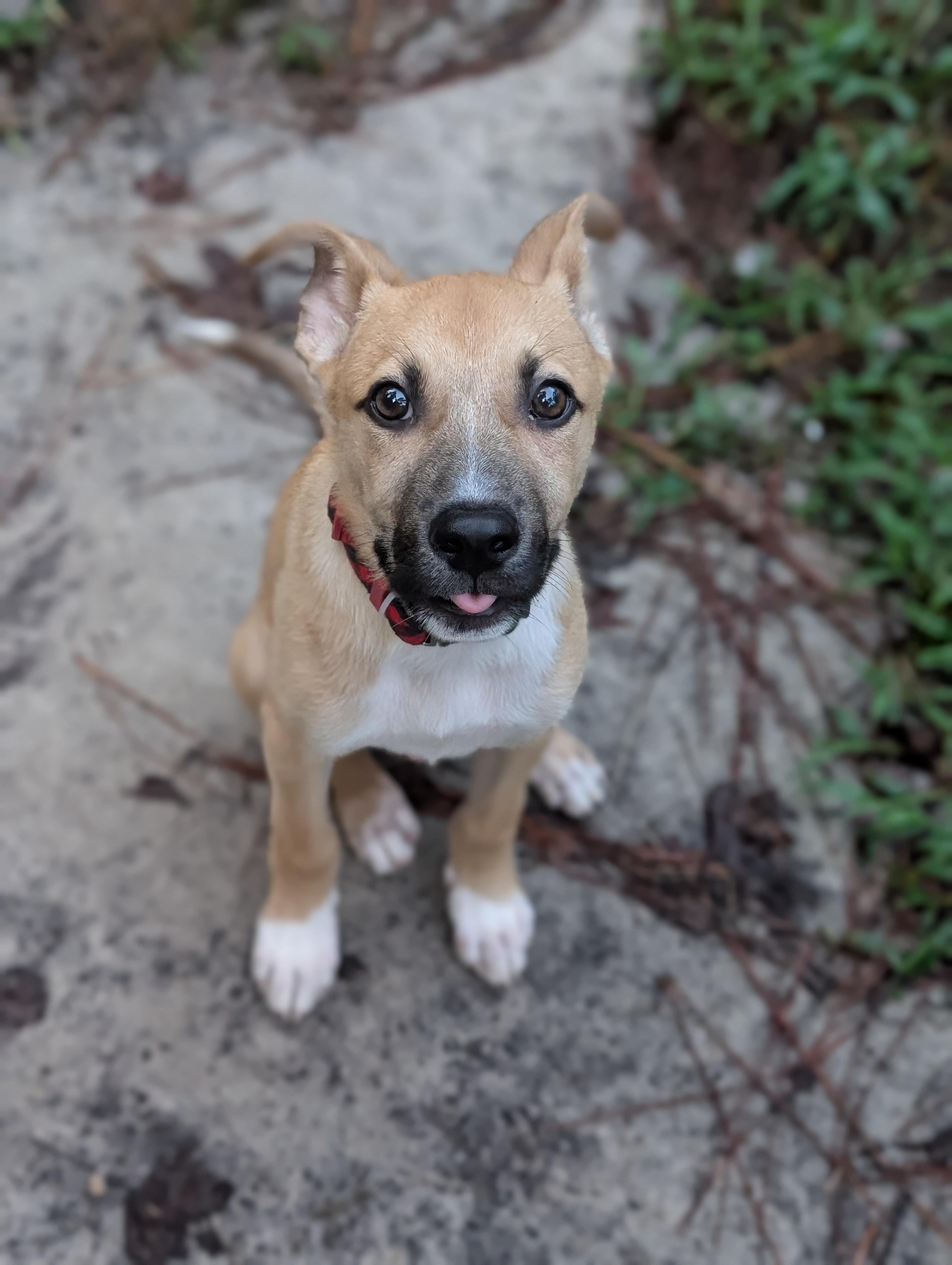 Boone, a ADOPTABLE mixed breed in Bloomingdale, GA image 6/6