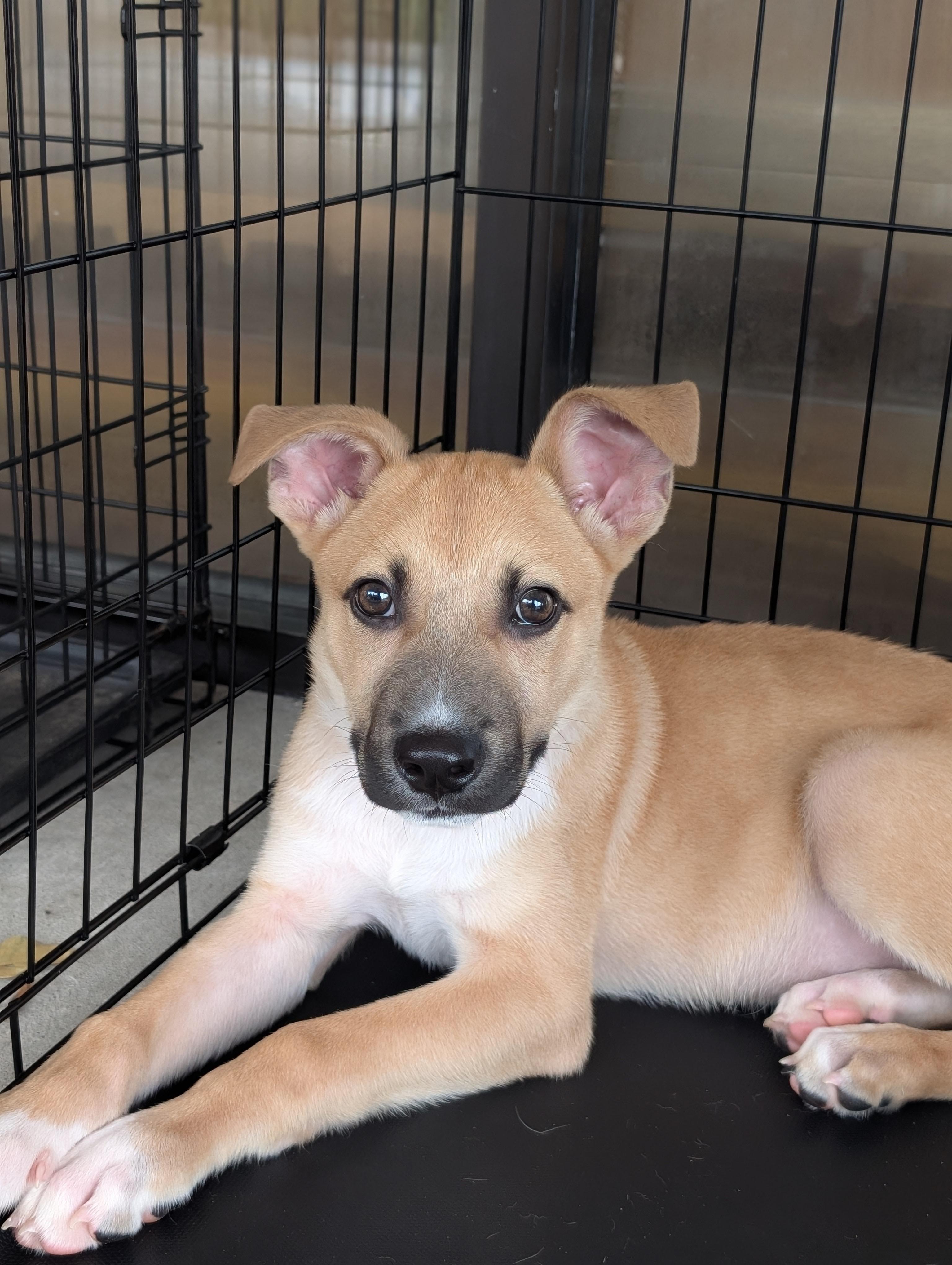 Boone, a ADOPTABLE mixed breed in Bloomingdale, GA image 5/6