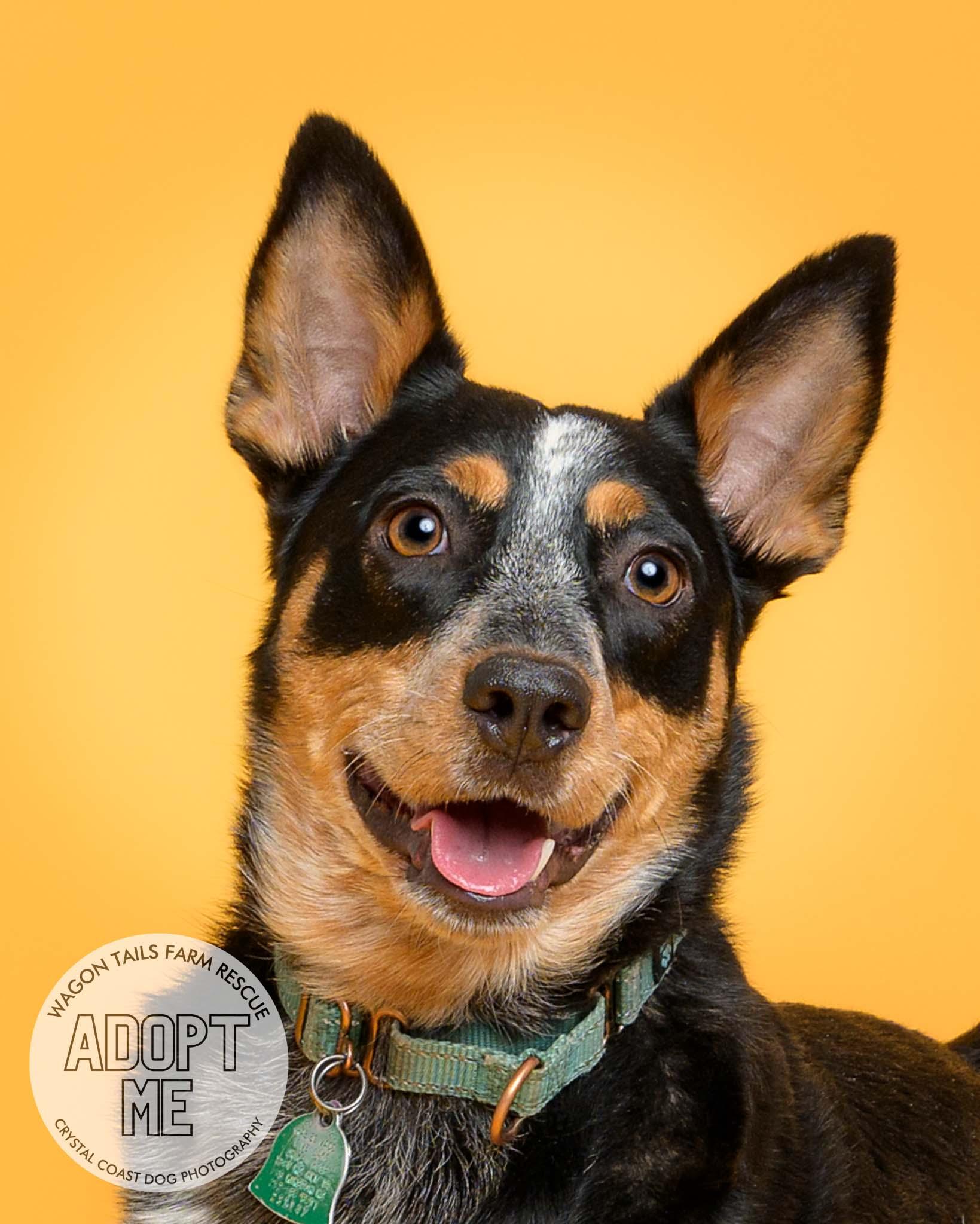 Bumble Bea, Young Female Australian Cattle Dog / Blue Heeler