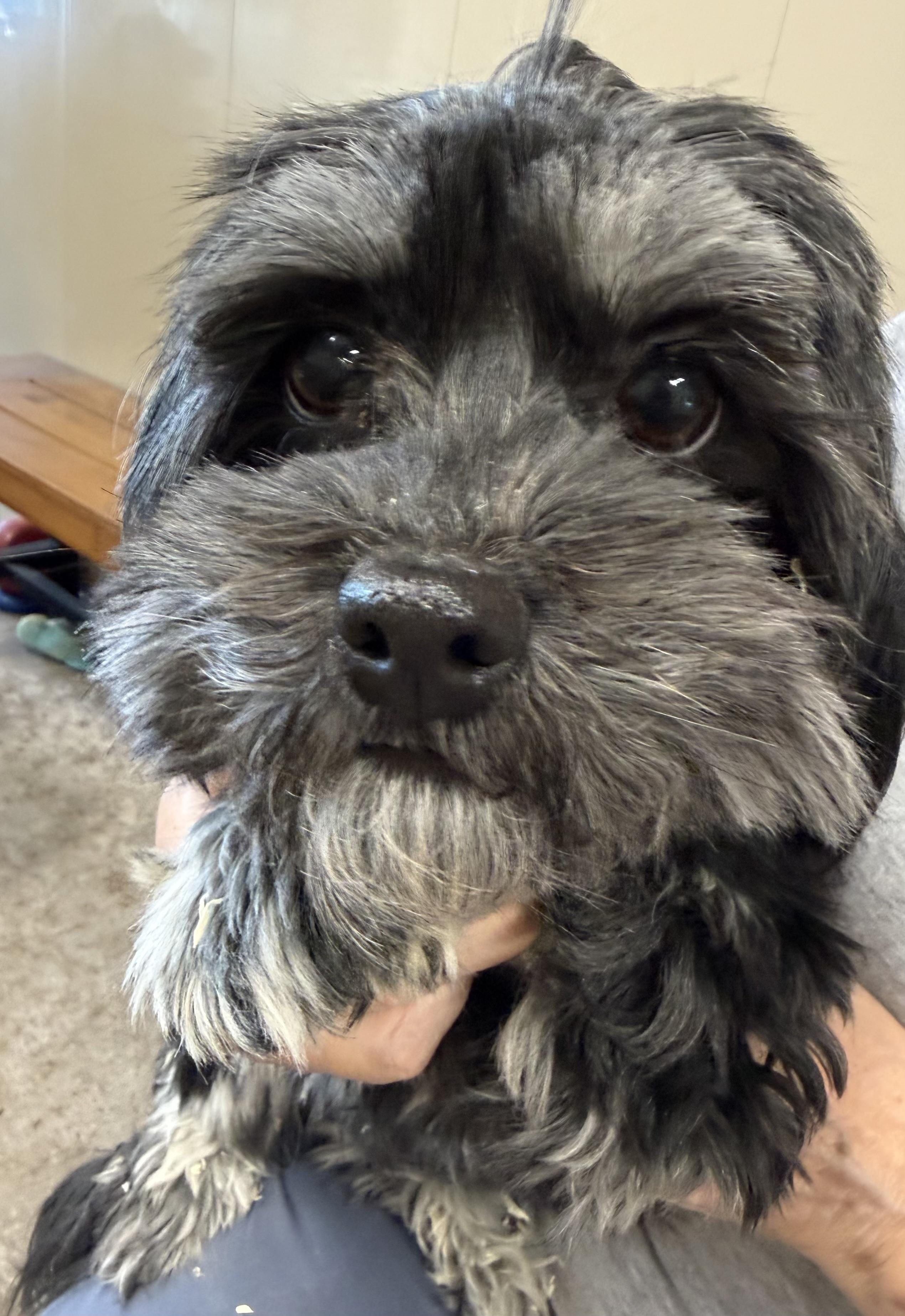 Enlarge Lady, an adopted Havanese in Fort Madison, IA image 2/2