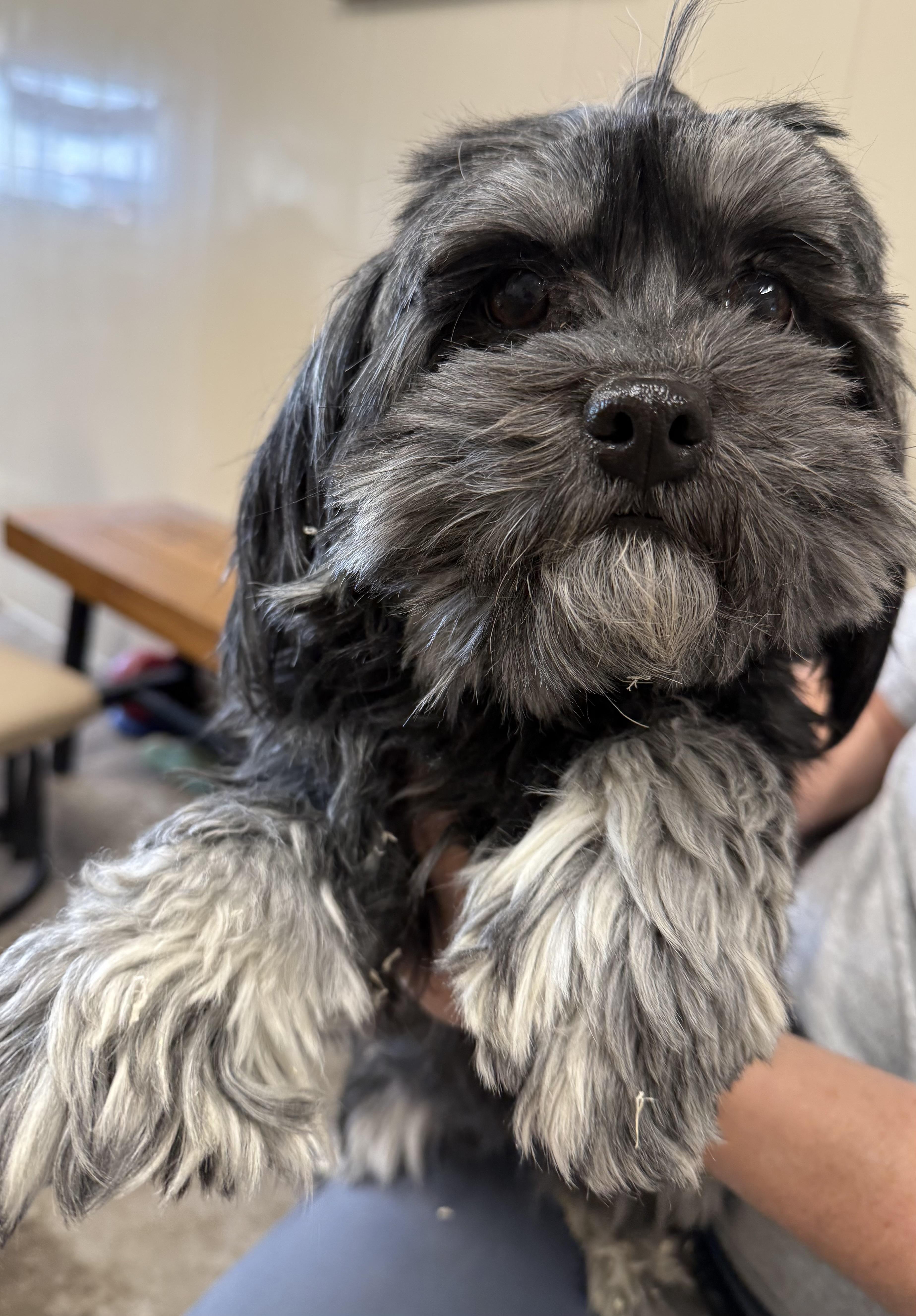 Enlarge Lady, an adopted Havanese in Fort Madison, IA image 1/2