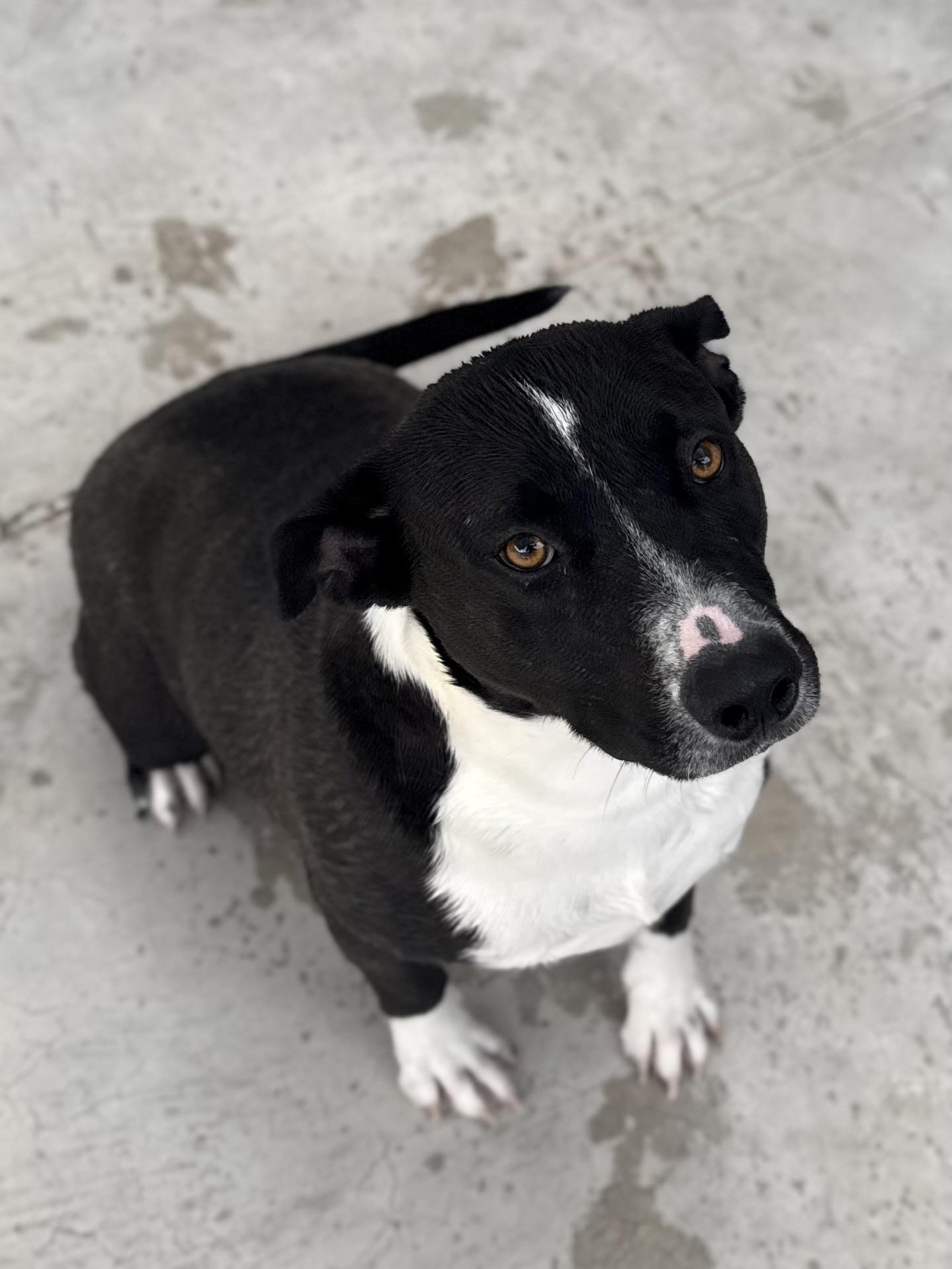 Ace, ADOPTABLE, Young Male American Staffordshire Terrier.