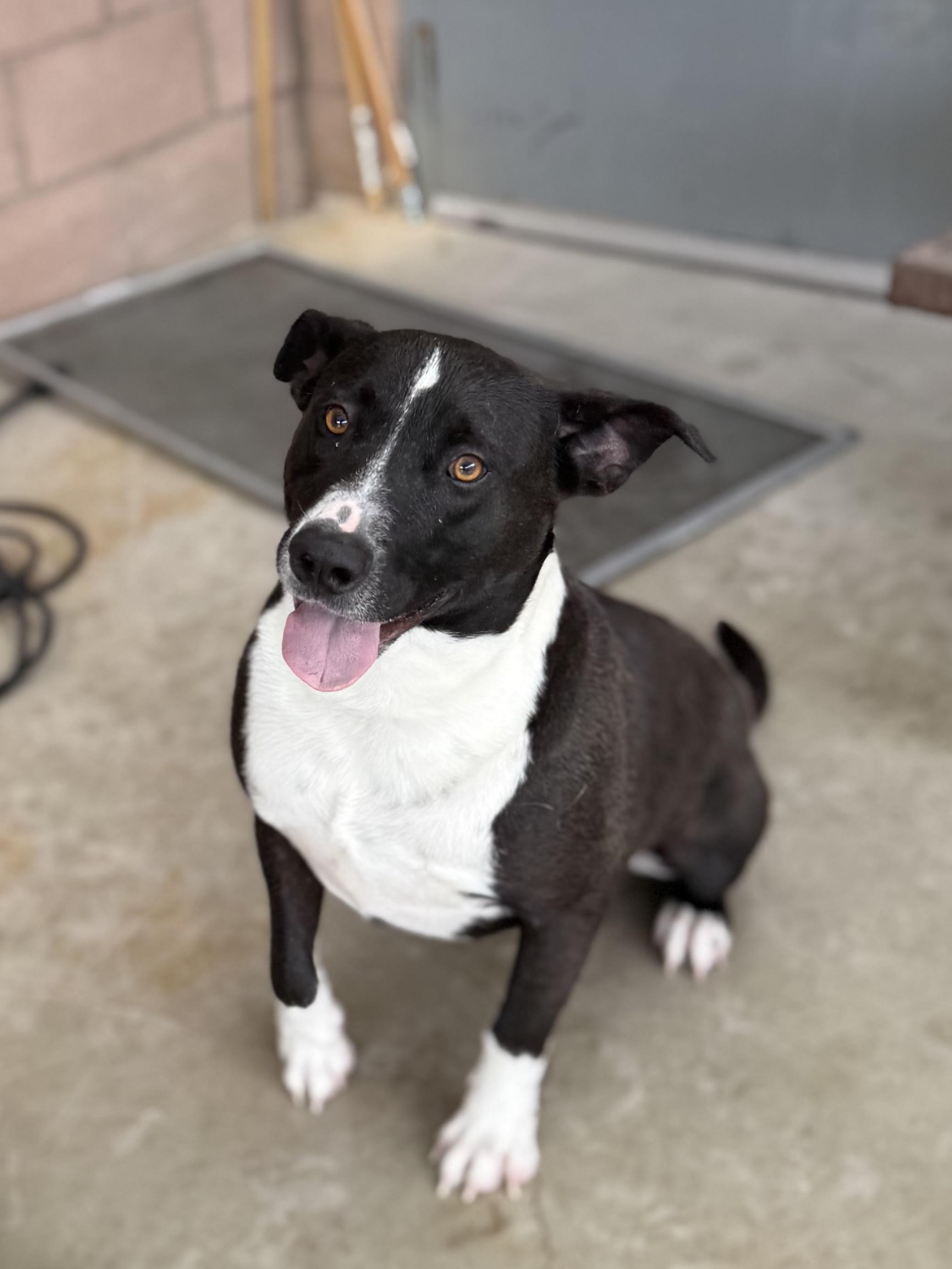 Enlarge Ace, a ADOPTABLE mixed breed in Boulder City, NV image 5/5
