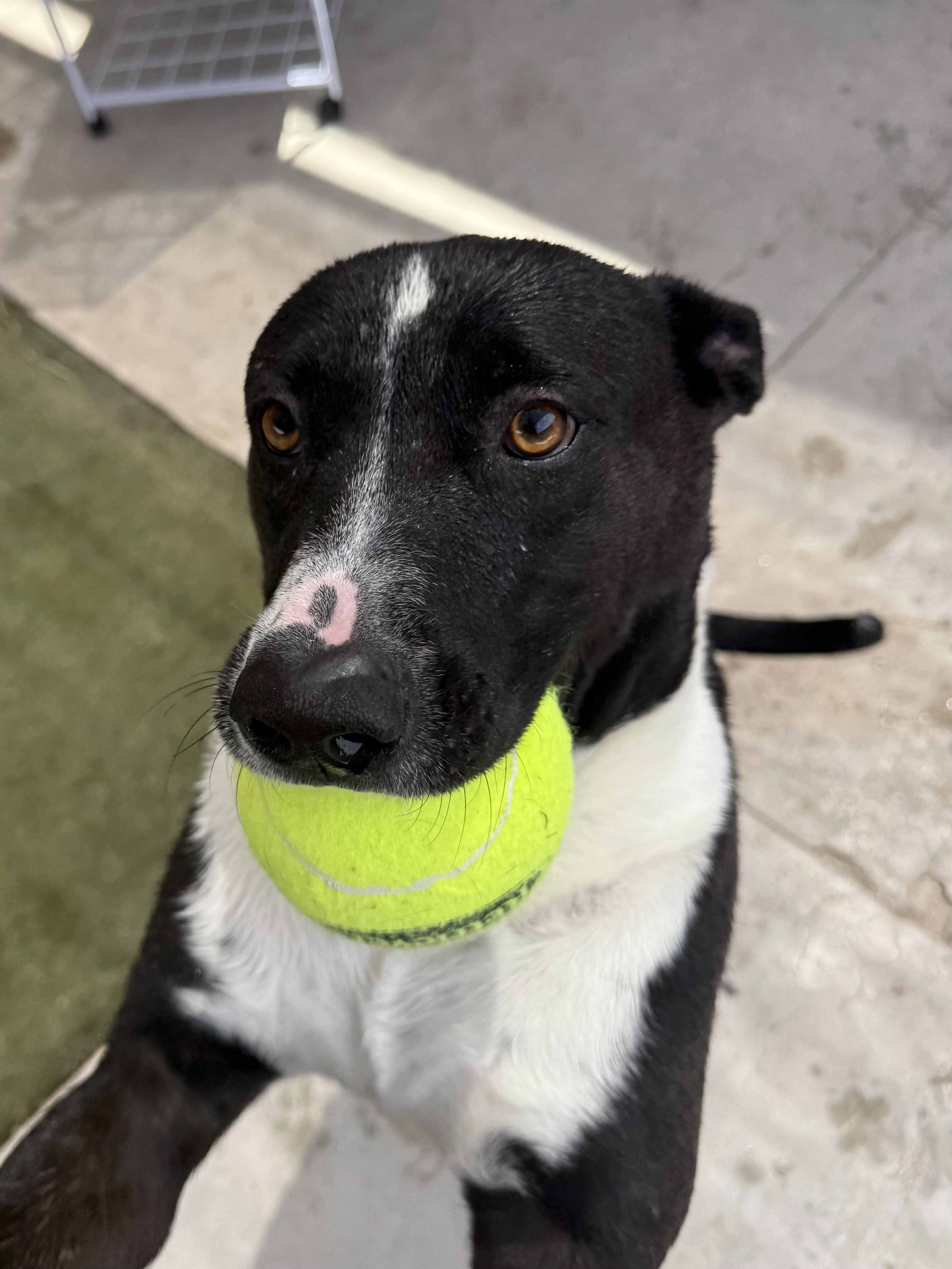 Enlarge Ace, a ADOPTABLE mixed breed in Boulder City, NV image 3/5