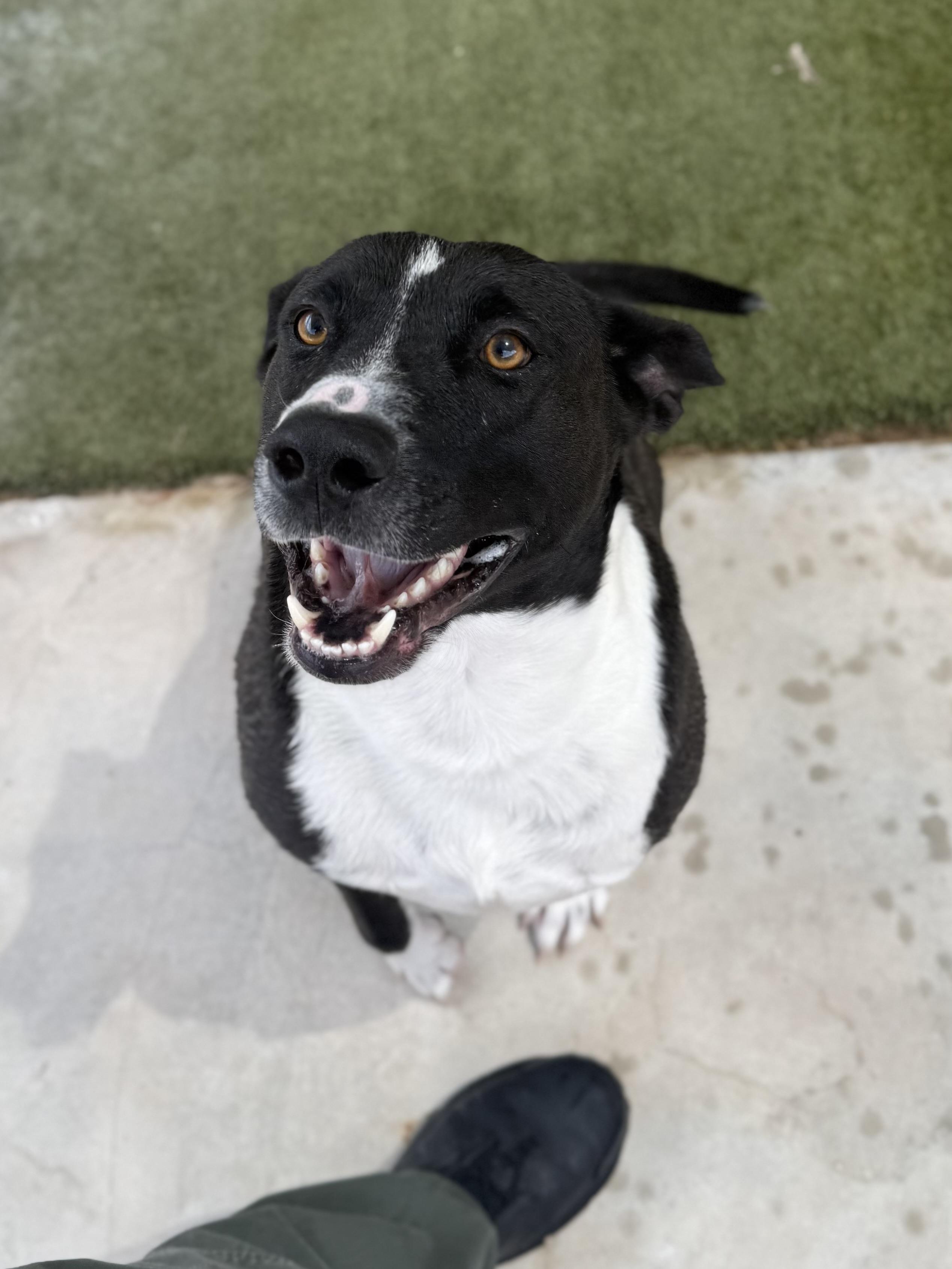 Enlarge Ace, a ADOPTABLE mixed breed in Boulder City, NV image 2/5