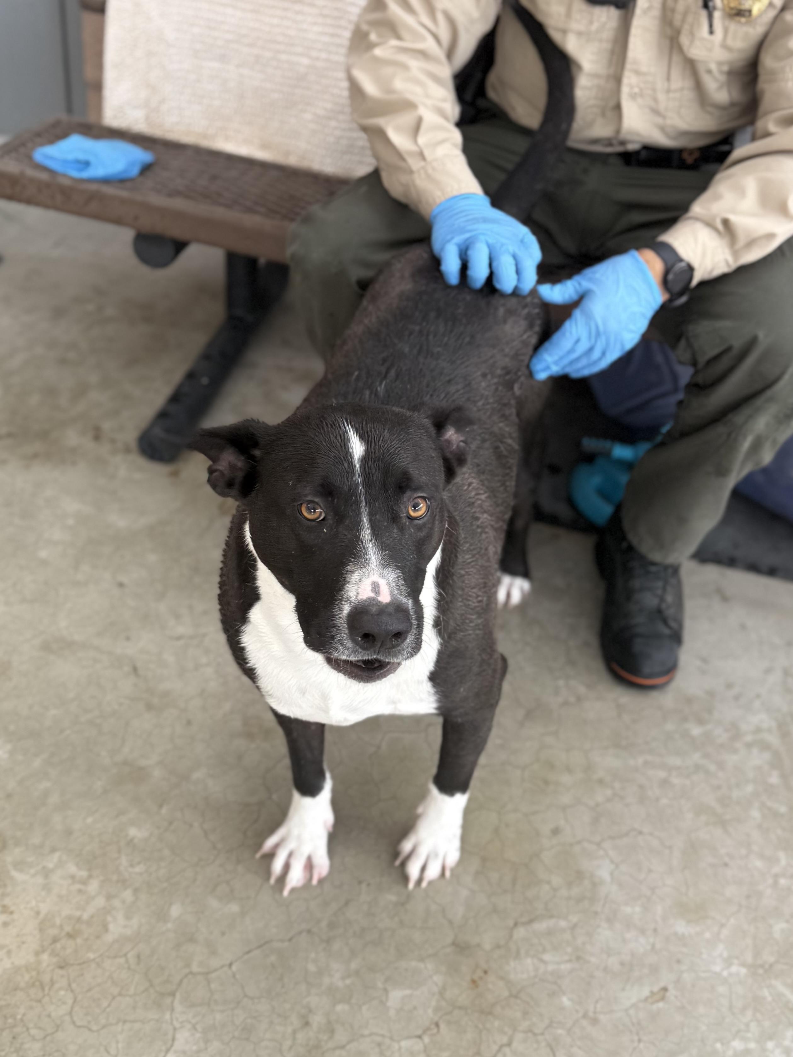Enlarge Ace, a ADOPTABLE mixed breed in Boulder City, NV image 4/5