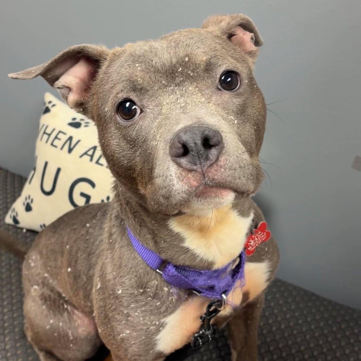 Guppy, a ADOPTABLE Staffordshire Bull Terrier in Valparaiso, IN image 3/4