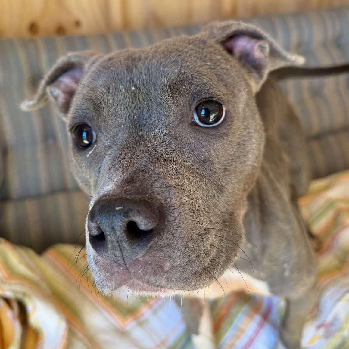 Guppy, ADOPTABLE, Young Female Staffordshire Bull Terrier.