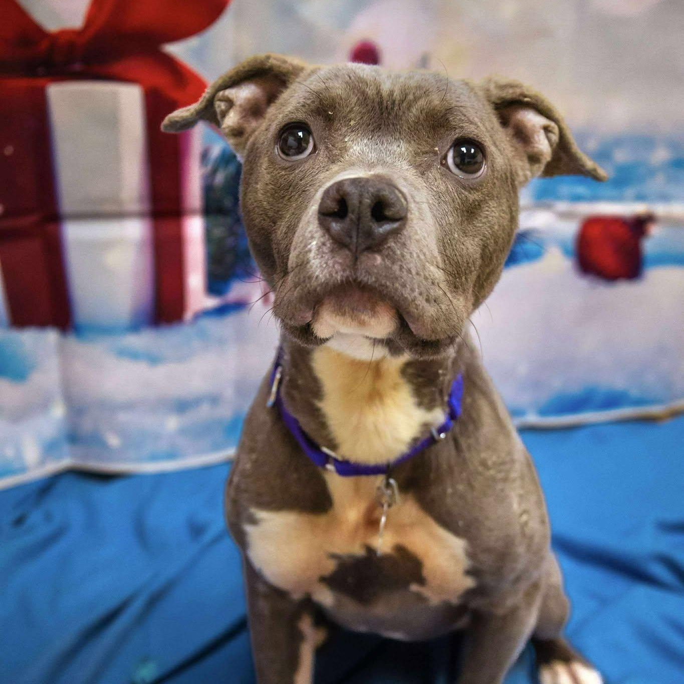Guppy, a ADOPTABLE Staffordshire Bull Terrier in Valparaiso, IN image 4/4