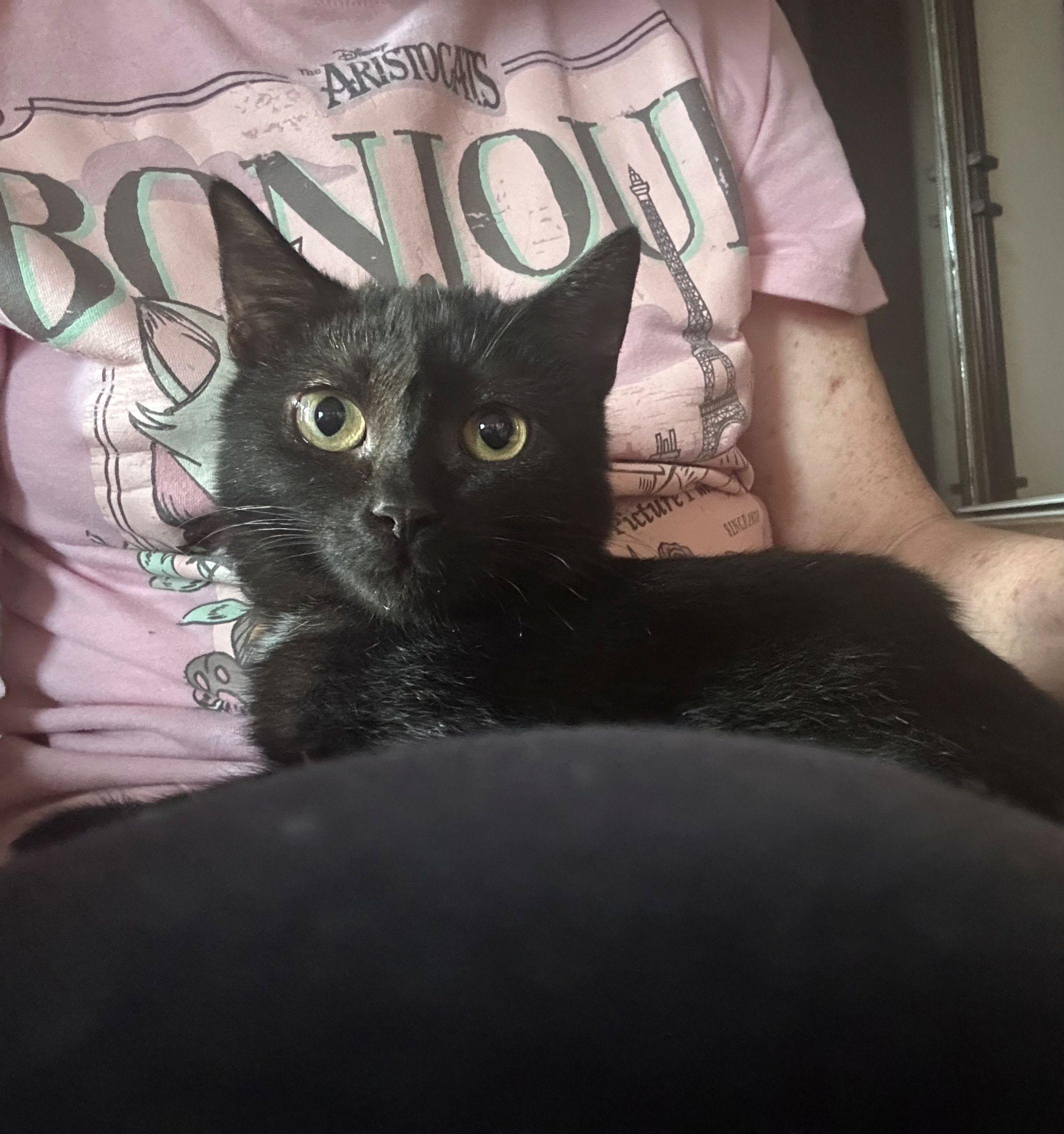 Enlarge Nina Simone, an adopted Domestic Short Hair in Beltsville, MD image 2/6