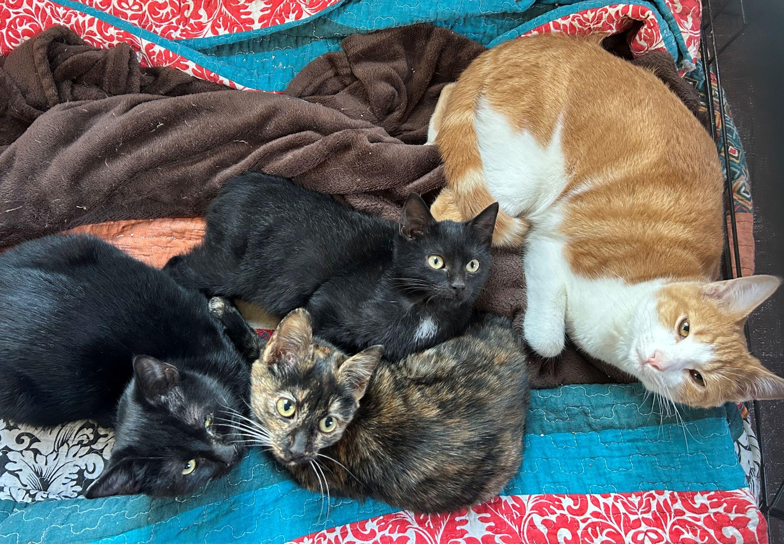 Enlarge Nina Simone, an adopted Domestic Short Hair in Beltsville, MD image 4/6