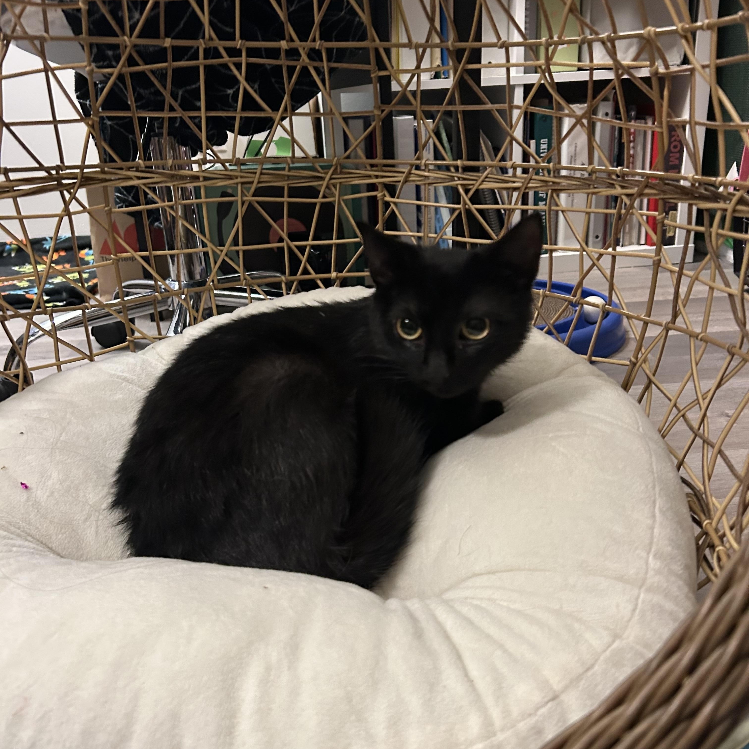 Enlarge Nina Simone, an adopted Domestic Short Hair in Beltsville, MD image 6/6