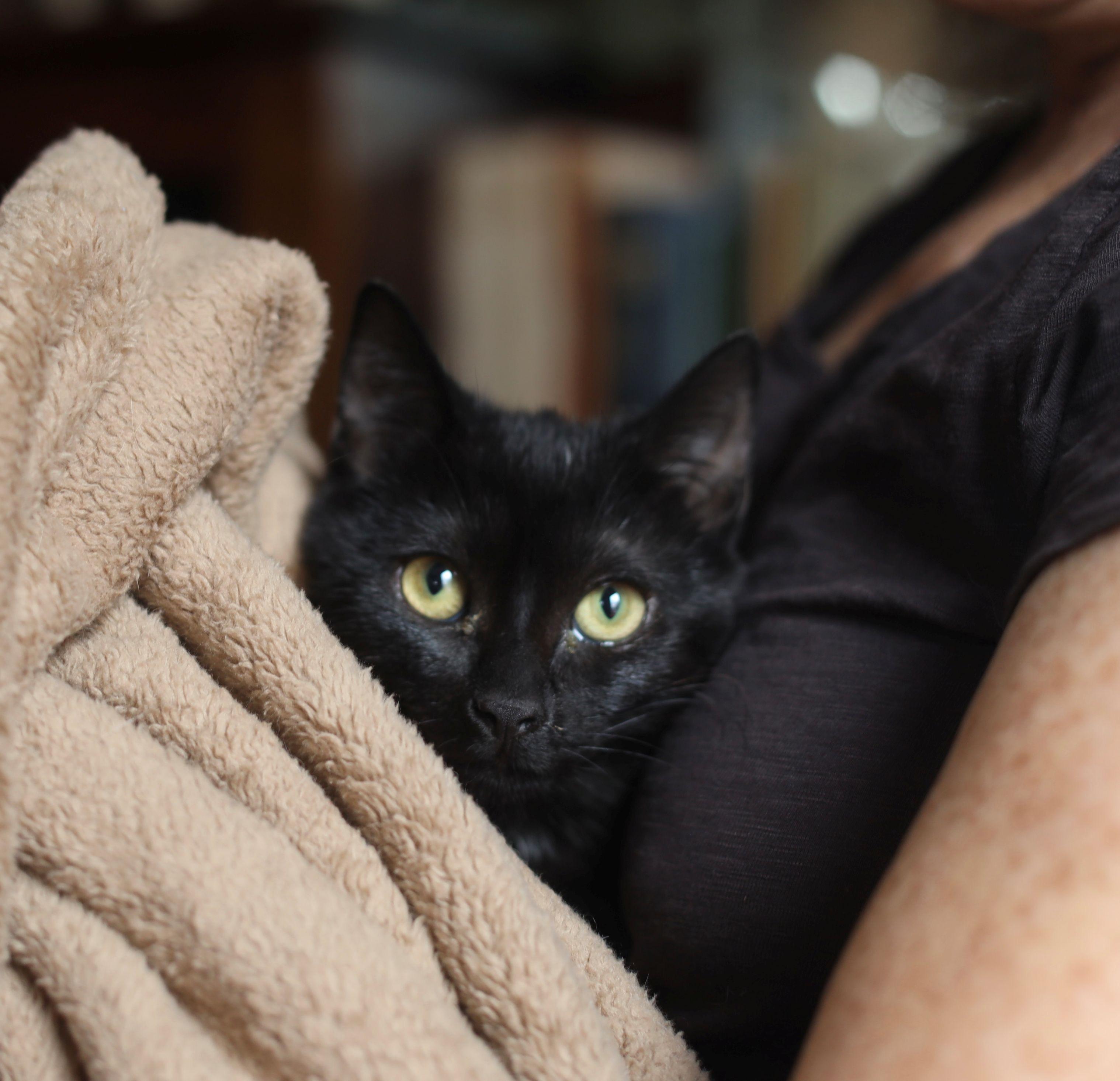 Enlarge Nina Simone, an adopted Domestic Short Hair in Beltsville, MD image 5/6