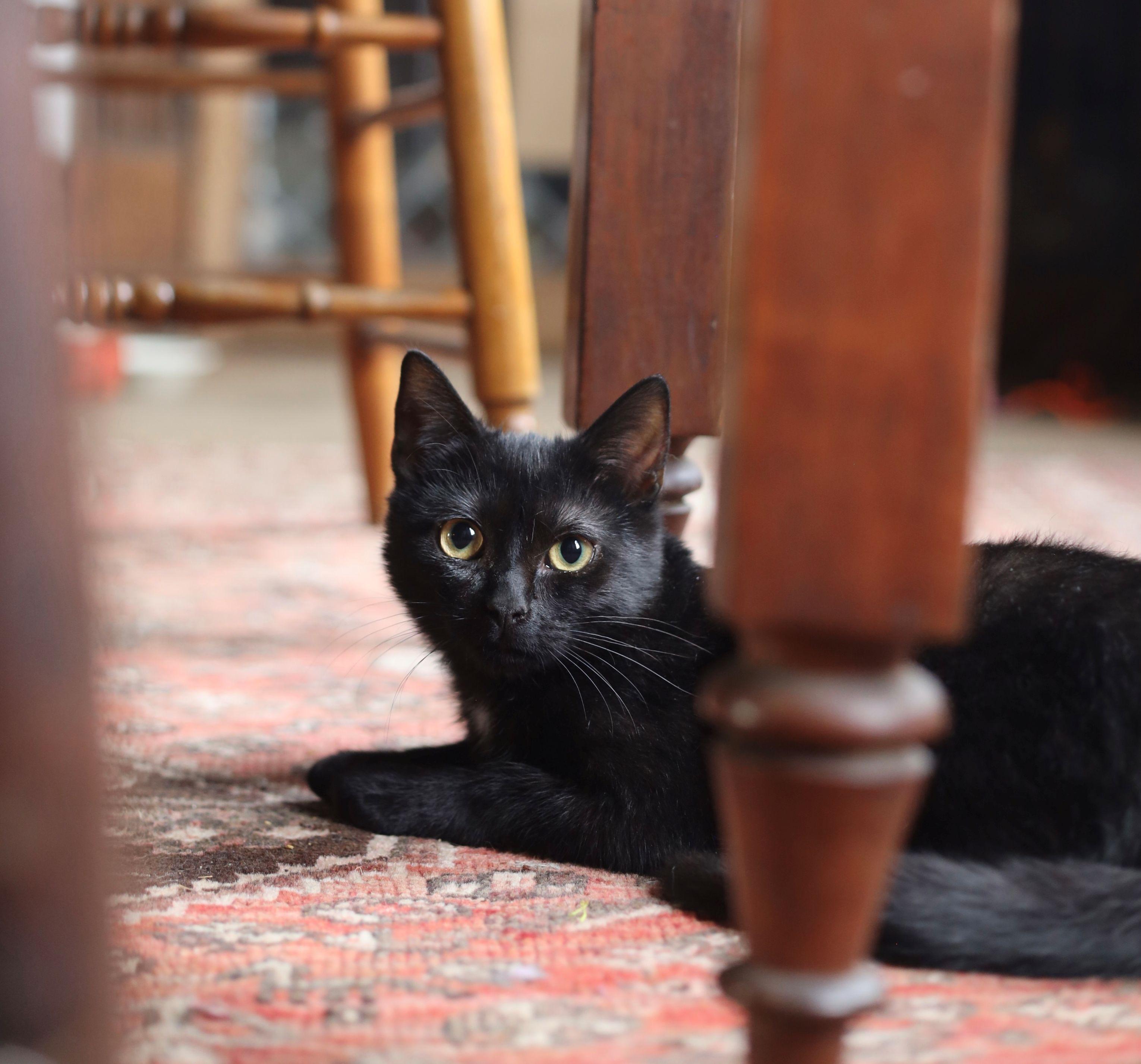 Enlarge Nina Simone, an adopted Domestic Short Hair in Beltsville, MD image 3/6