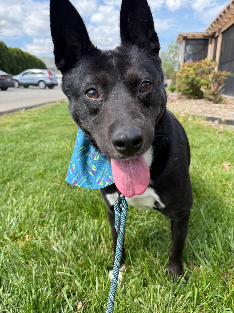 Sprout, Adoptable, Young Male Border Collie.