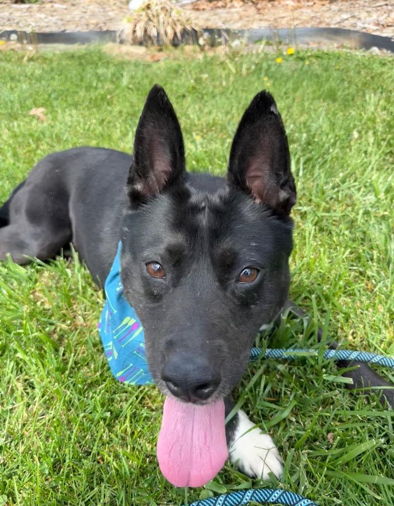 Enlarge Sprout, a Adoptable mixed breed in Burnsville, NC image 2/6