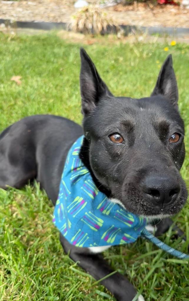 Enlarge Sprout, a Adoptable mixed breed in Burnsville, NC image 3/6