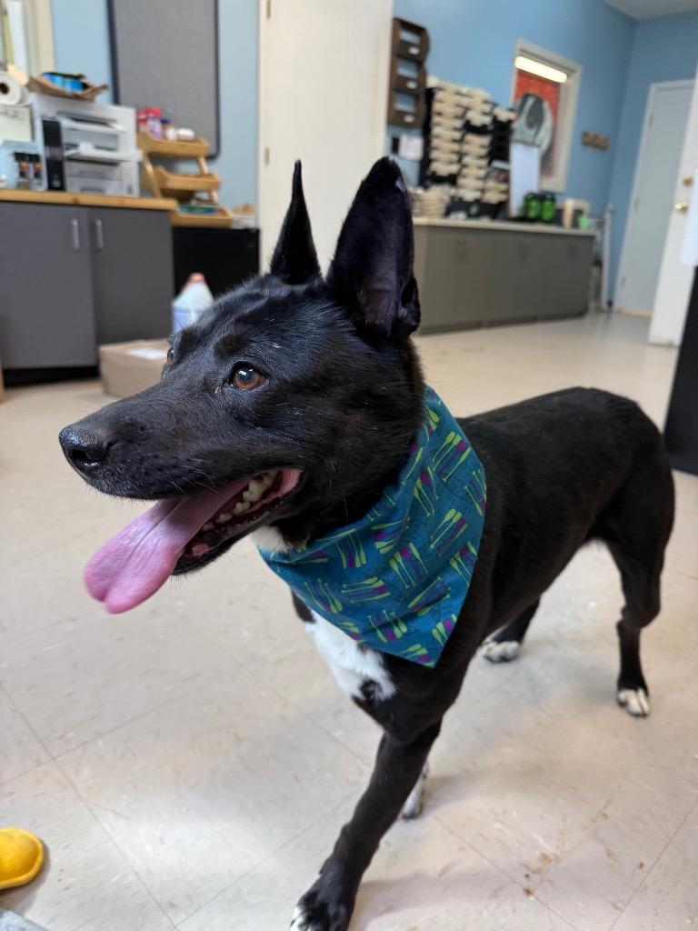 Enlarge Sprout, a Adoptable mixed breed in Burnsville, NC image 4/6