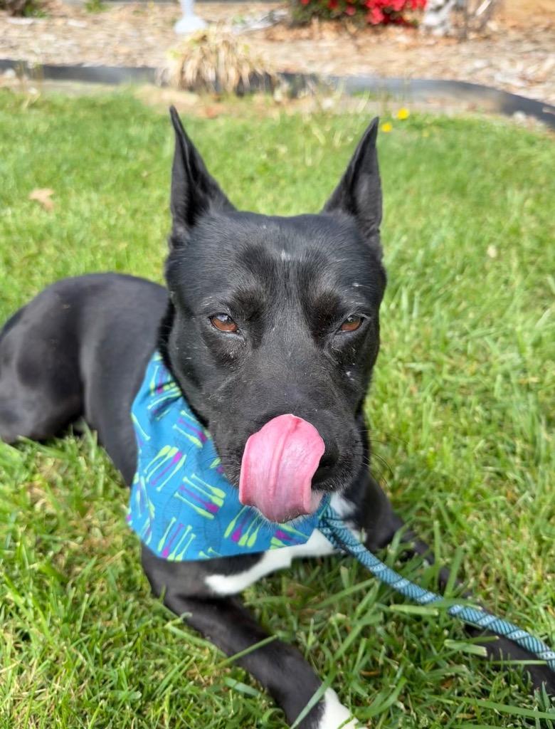Enlarge Sprout, a Adoptable mixed breed in Burnsville, NC image 5/6