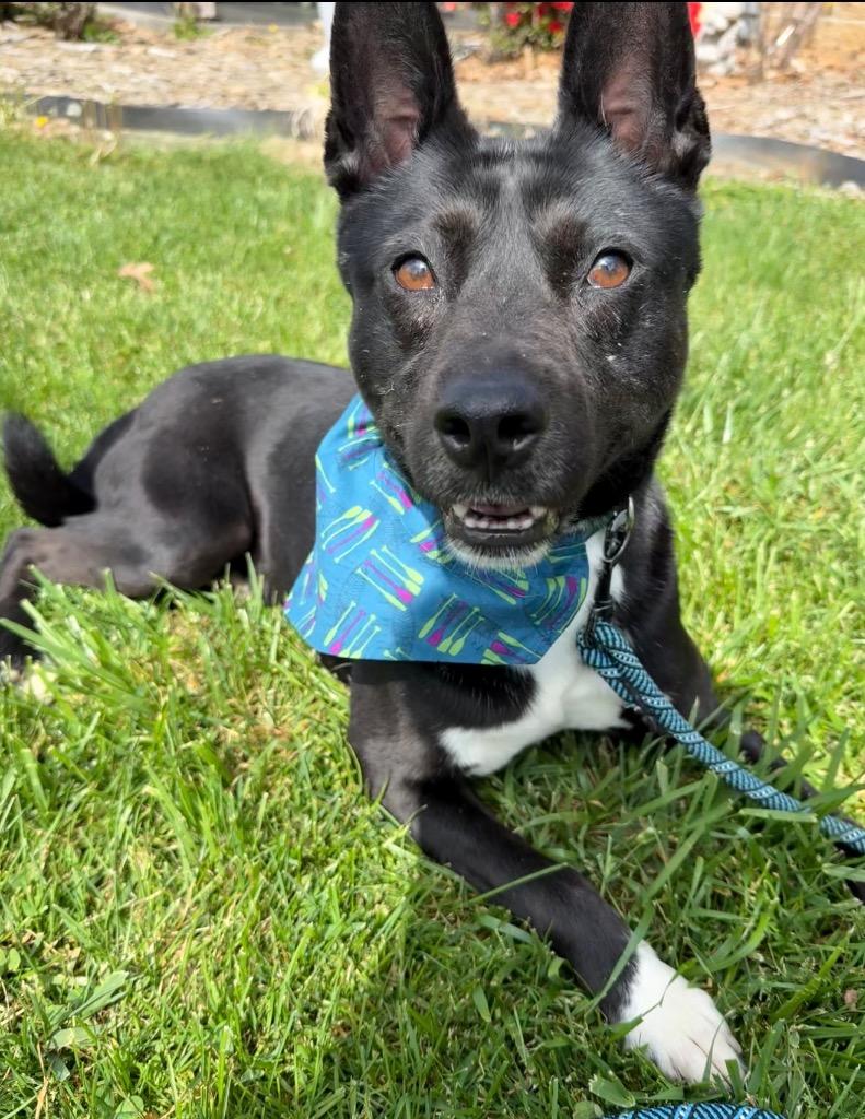 Enlarge Sprout, a Adoptable mixed breed in Burnsville, NC image 6/6