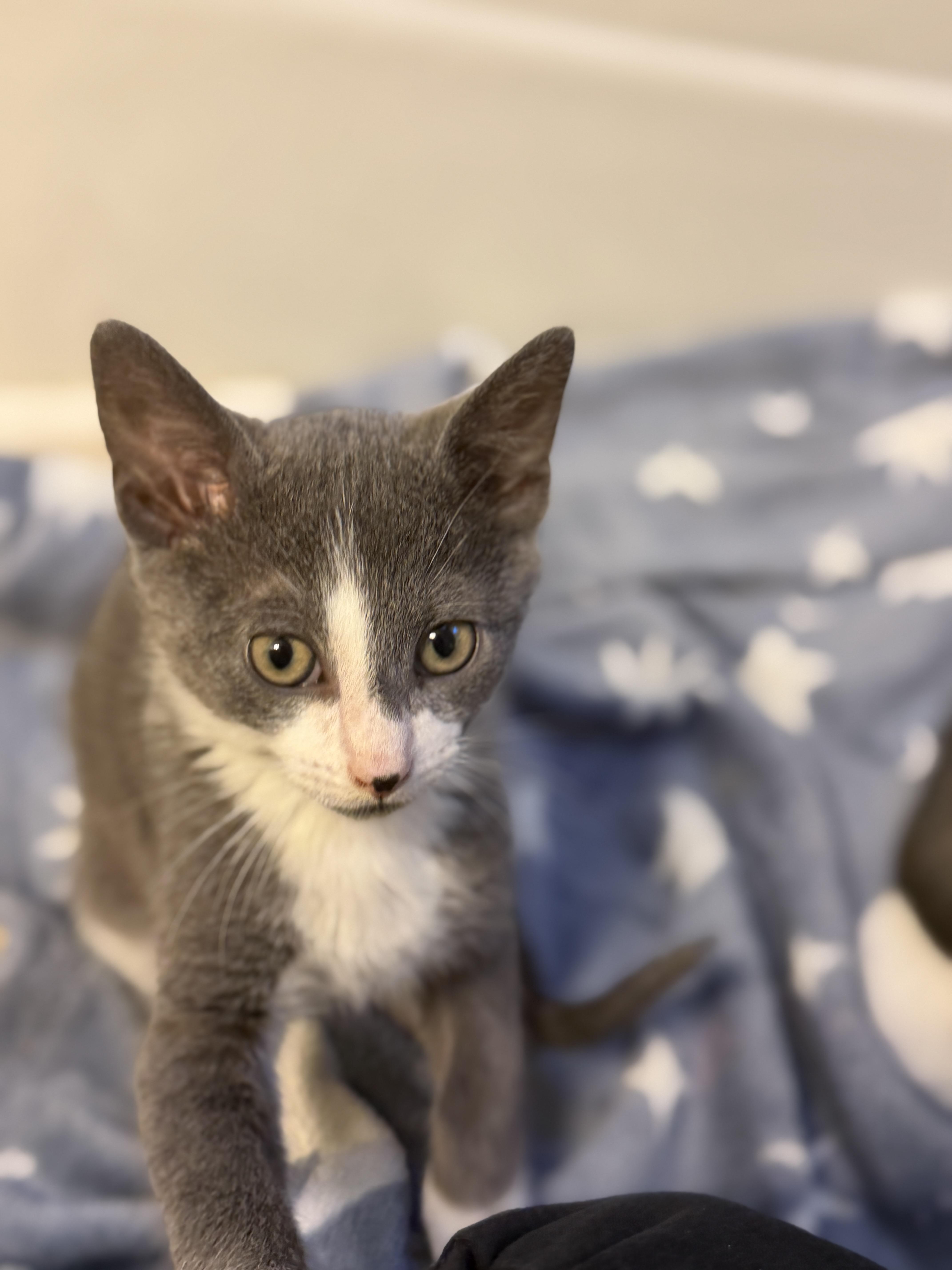 Enlarge Henry, a ADOPTABLE American Shorthair in North Chesterfield, VA image 1/1