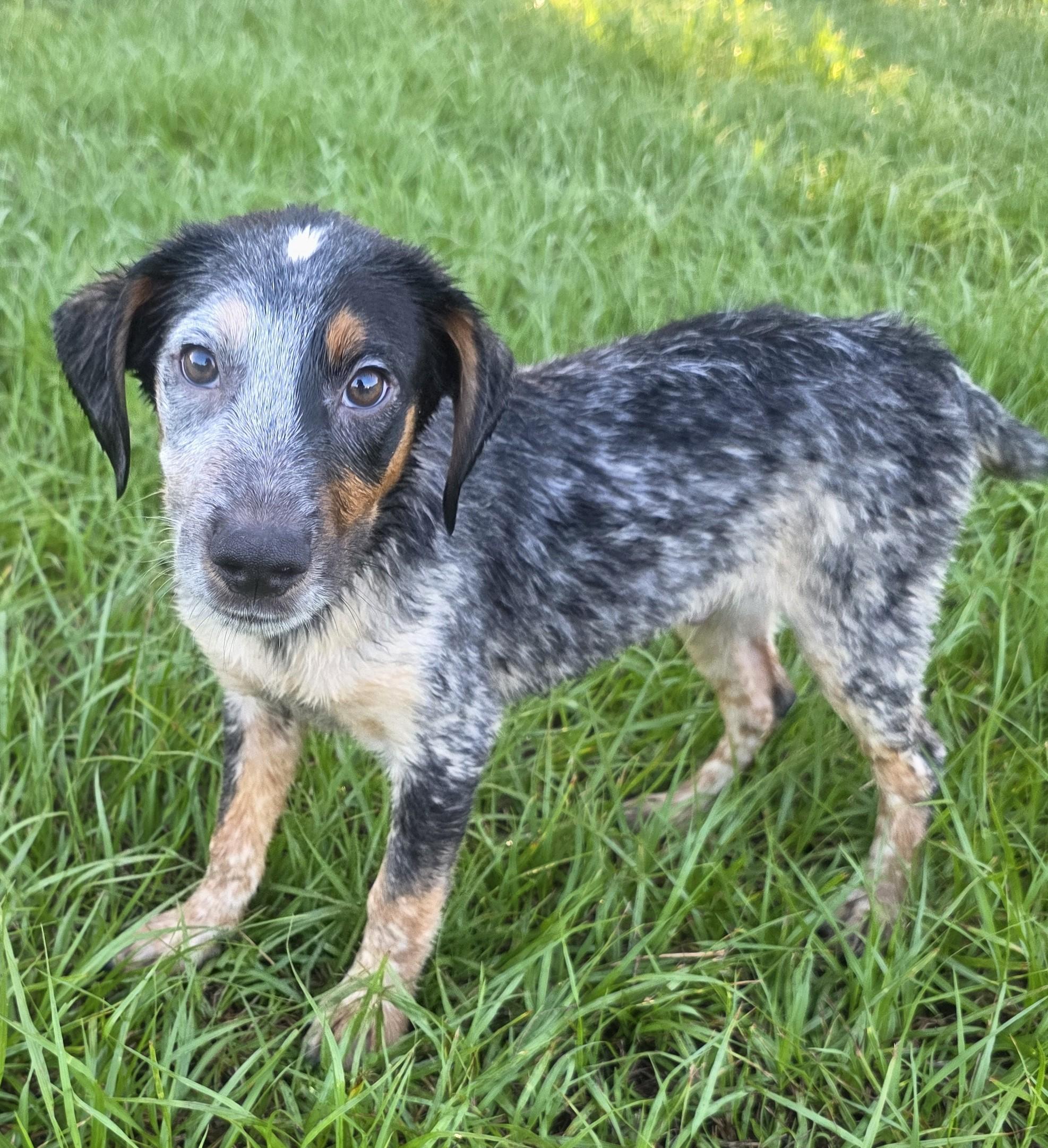 Enlarge Pistachio, a Adopted mixed breed in Boca Raton, FL image 3/6