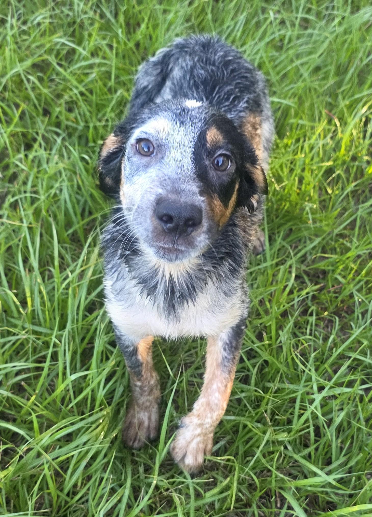 Pistachio, Adopted, Puppy Male Cattle Dog.