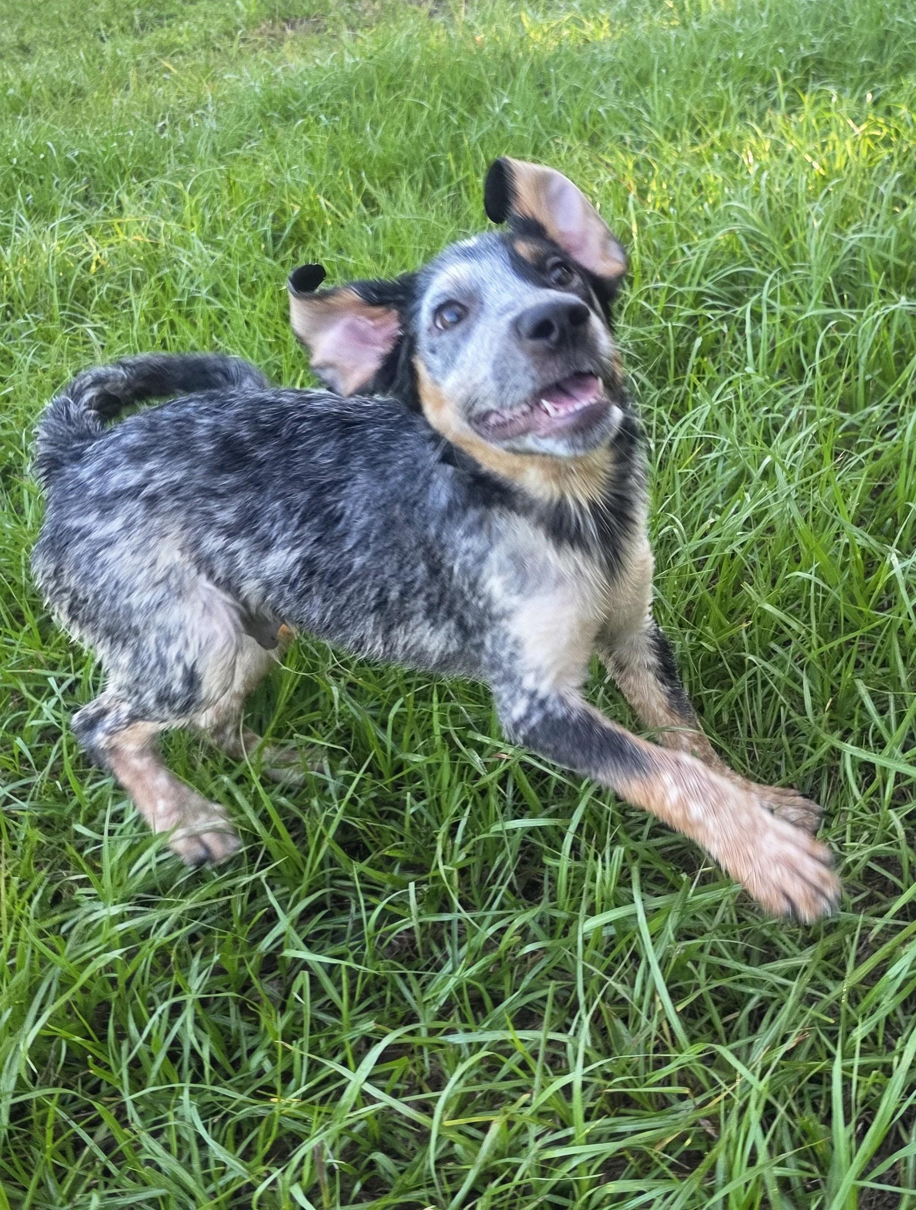 Enlarge Pistachio, a Adopted mixed breed in Boca Raton, FL image 2/6