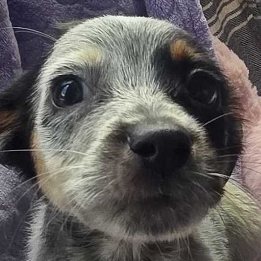 Enlarge Pistachio, a Adopted mixed breed in Boca Raton, FL image 6/6