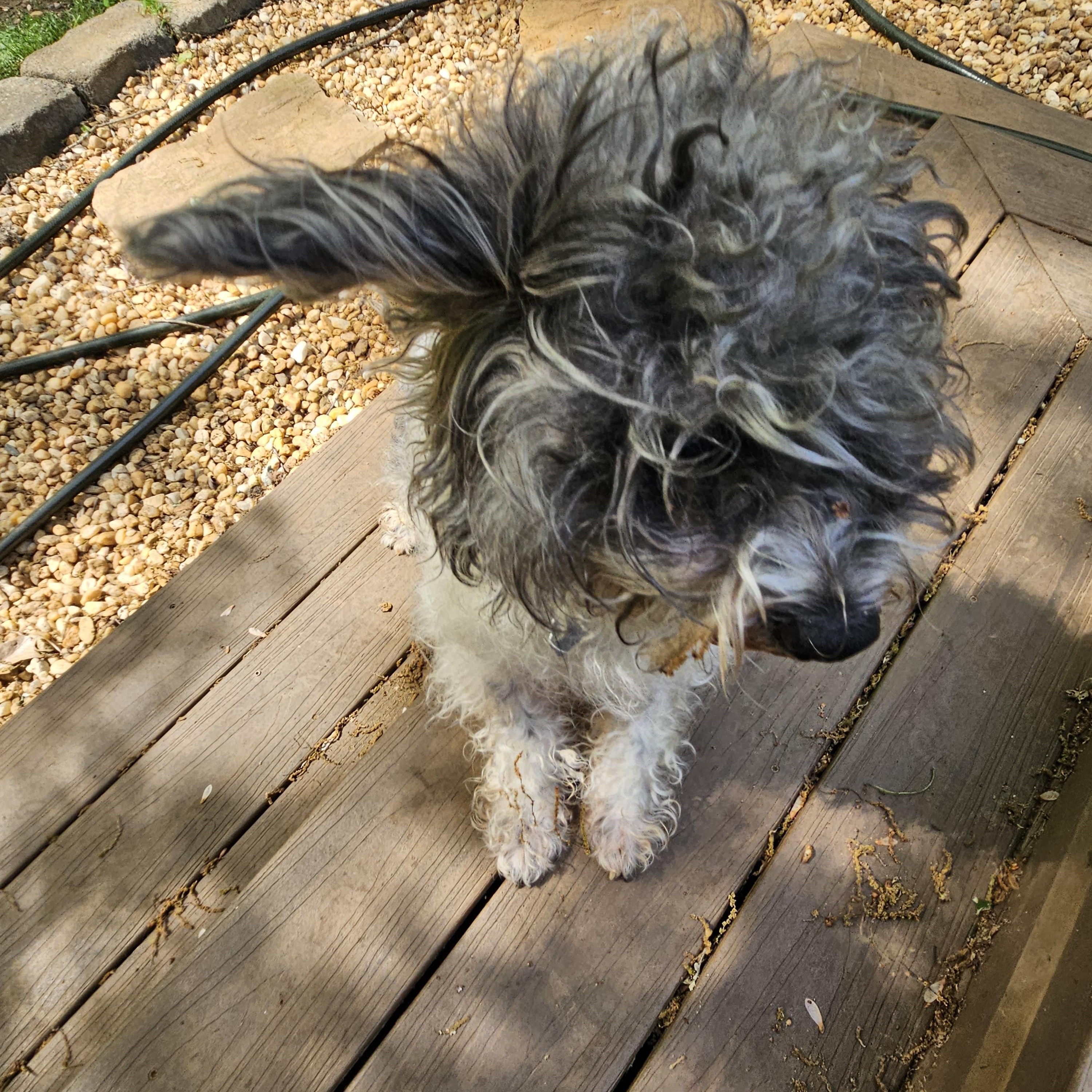 Enlarge Belvedere, an adoptable mixed breed in Raleigh, NC image 3/3