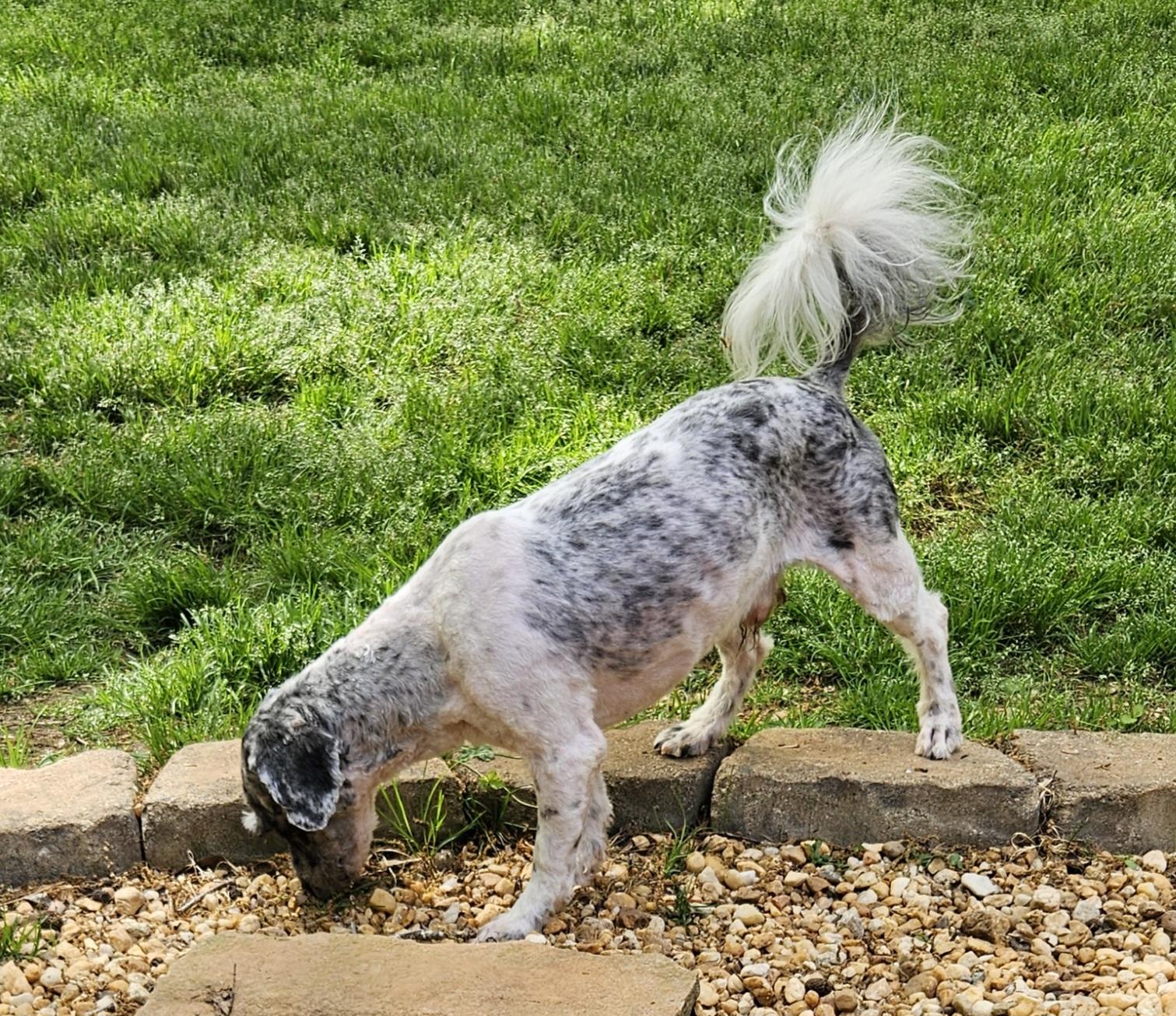 Enlarge Belvedere, an adoptable mixed breed in Raleigh, NC image 2/3