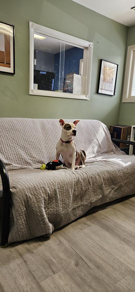 Baby Alycia, Adopted, Adult Female Pit Bull Terrier.